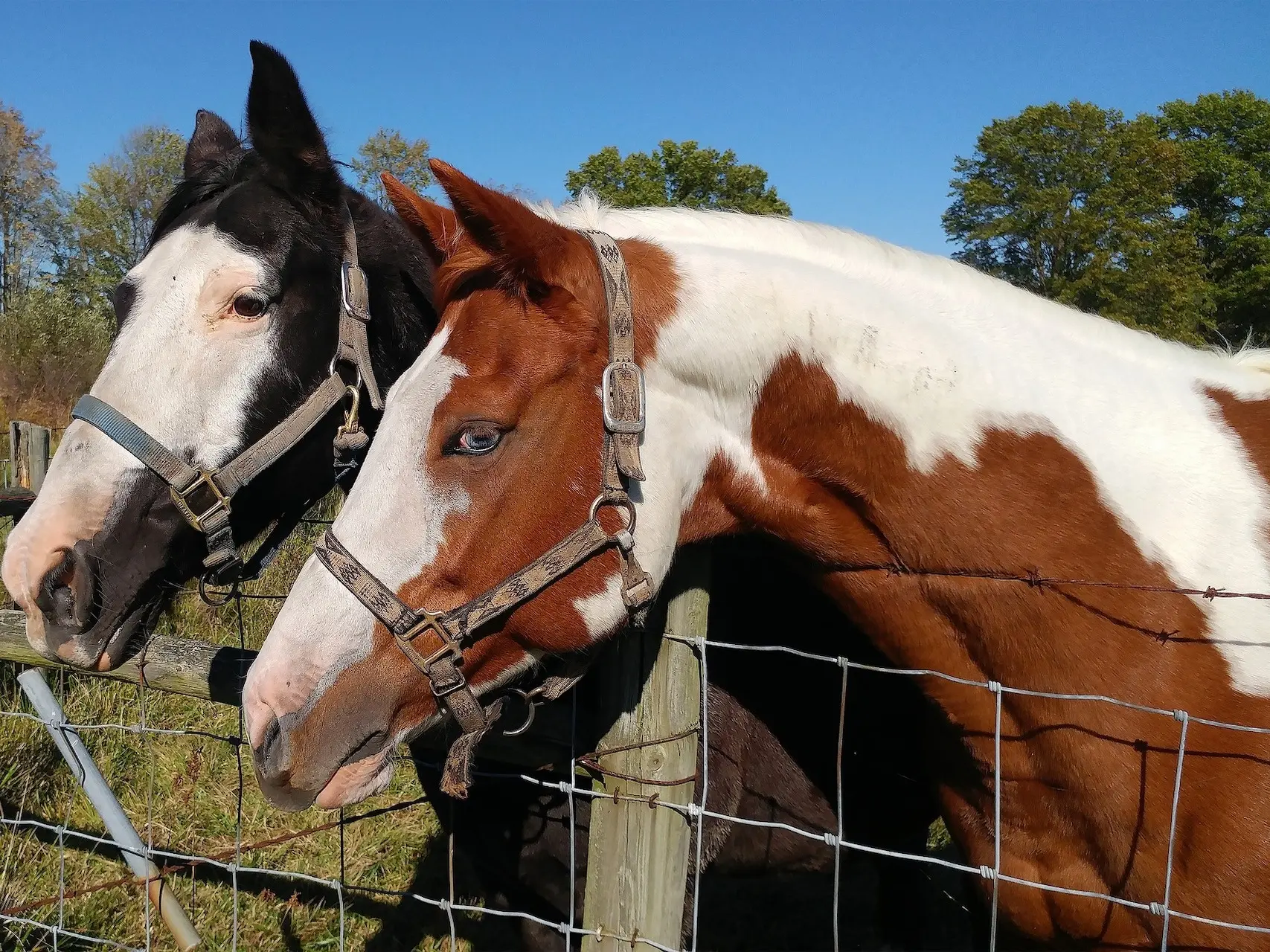 Chestnut pinto horse