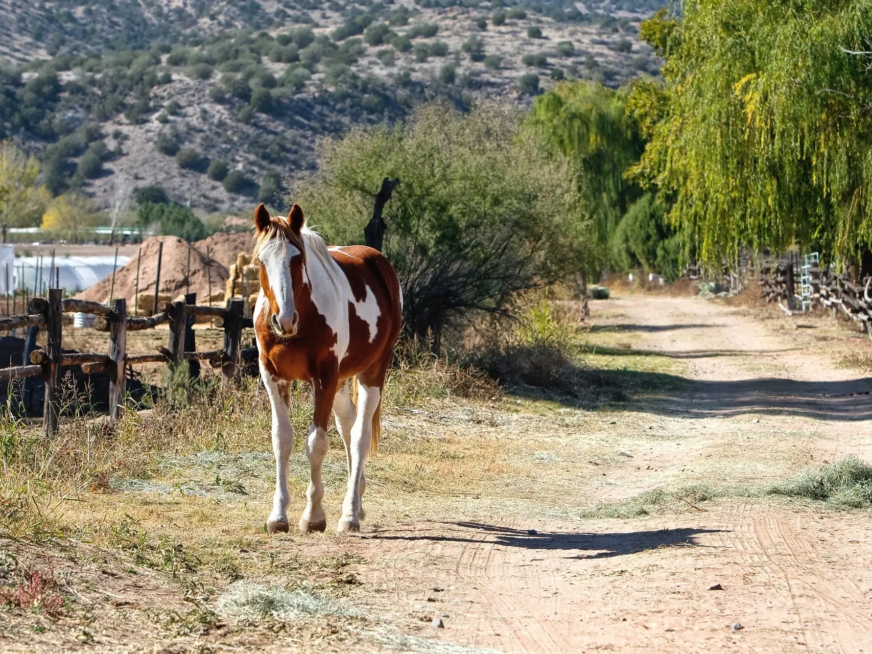 Chestnut pinto horse