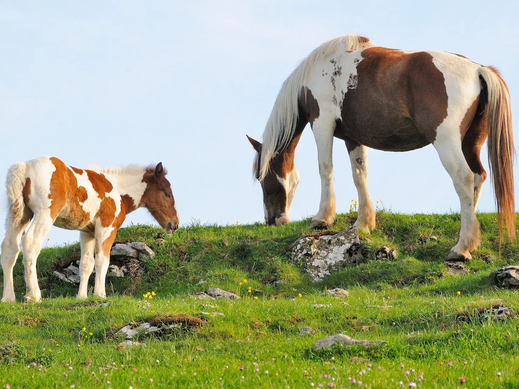 Chestnut pinto horse