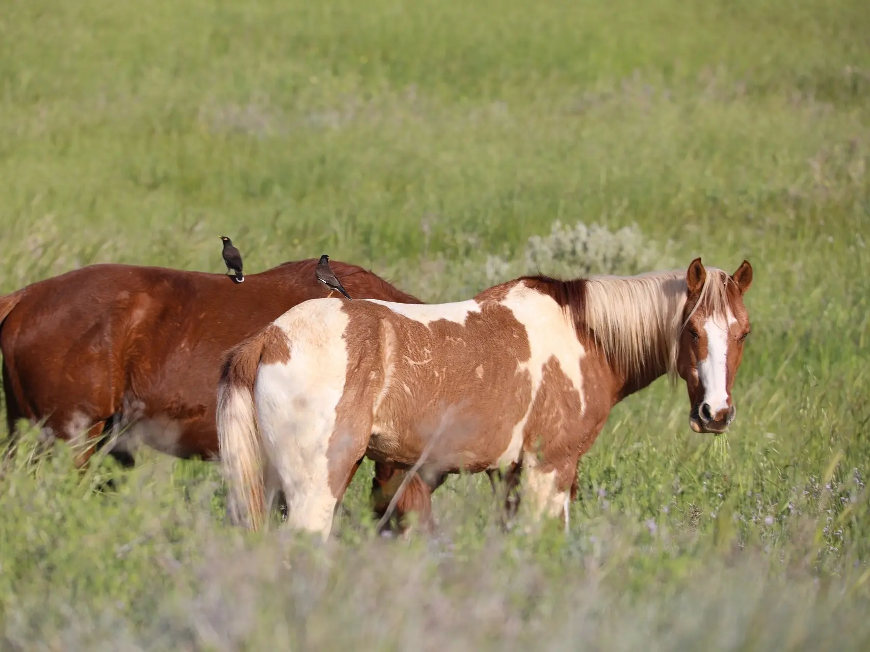 Tobiano pinto horse