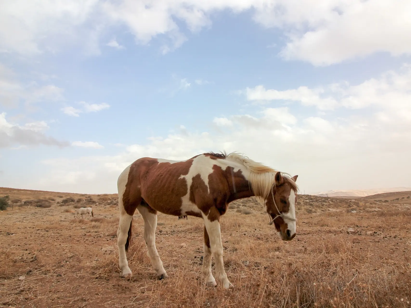 Tobiano pinto horse