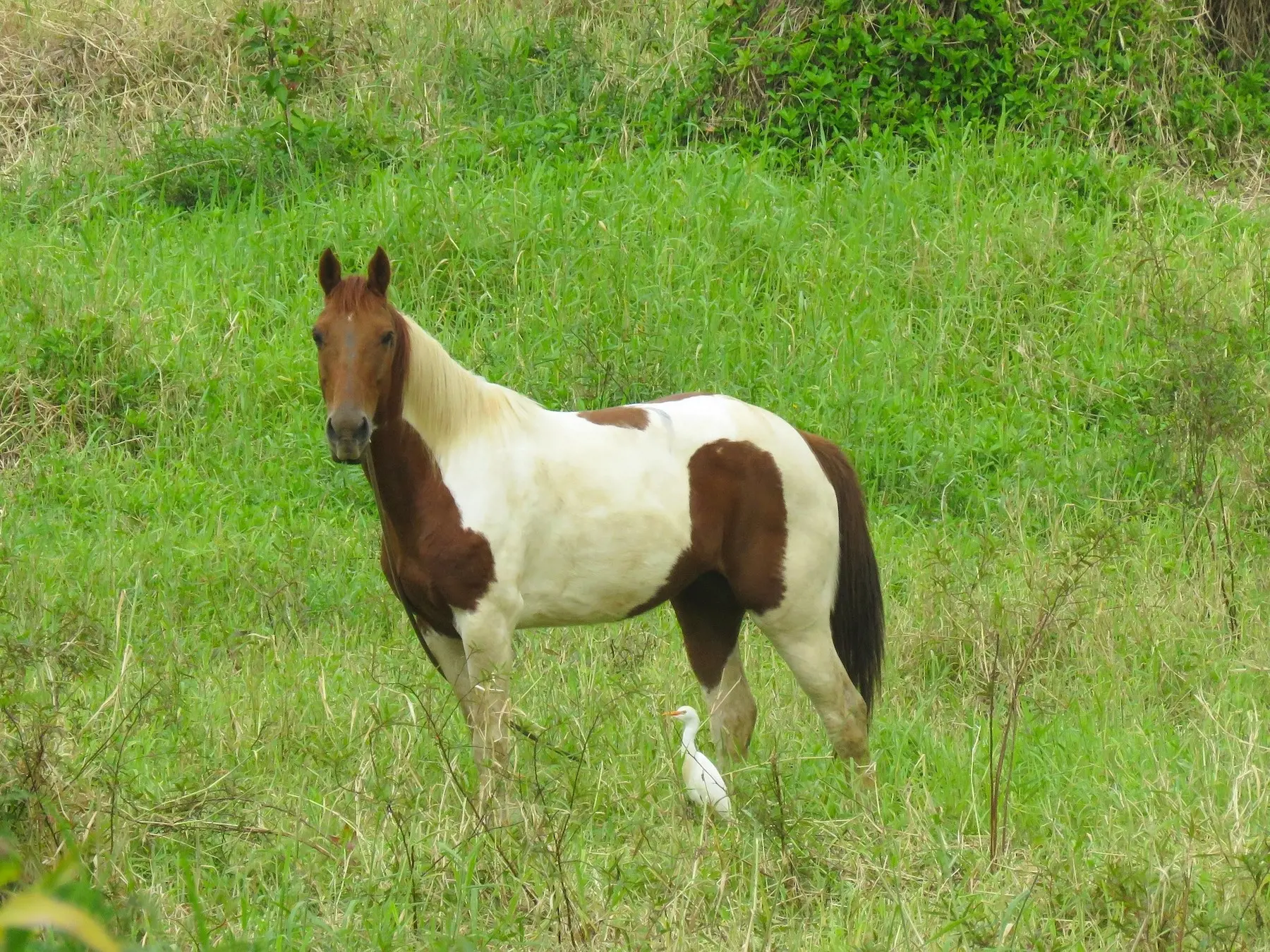 Chestnut pinto horse