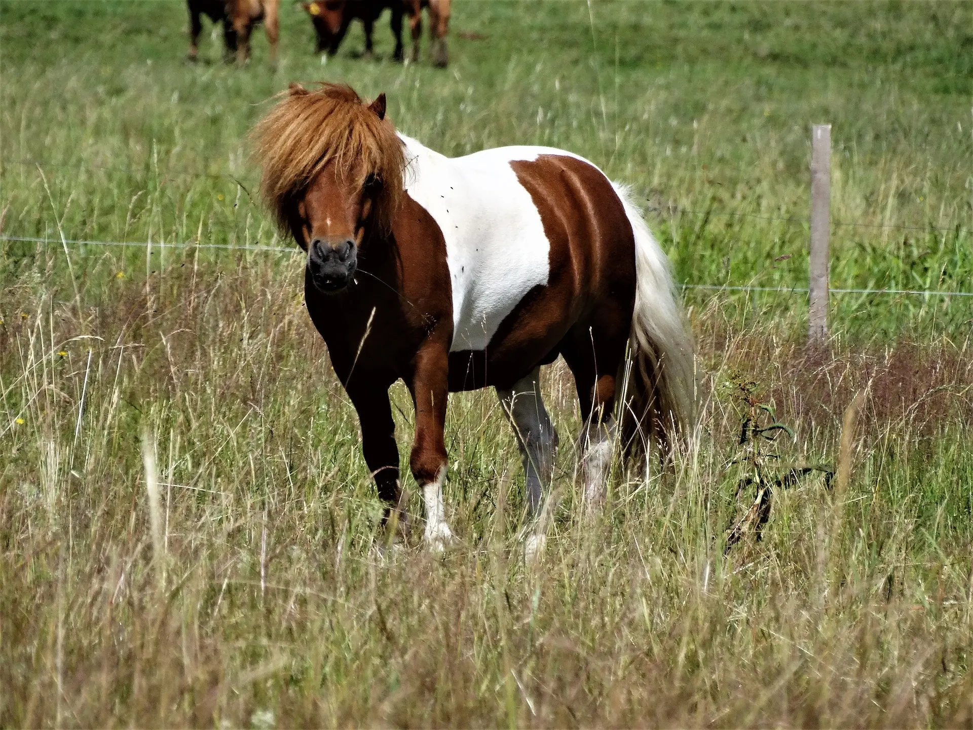 Tobiano pinto horse