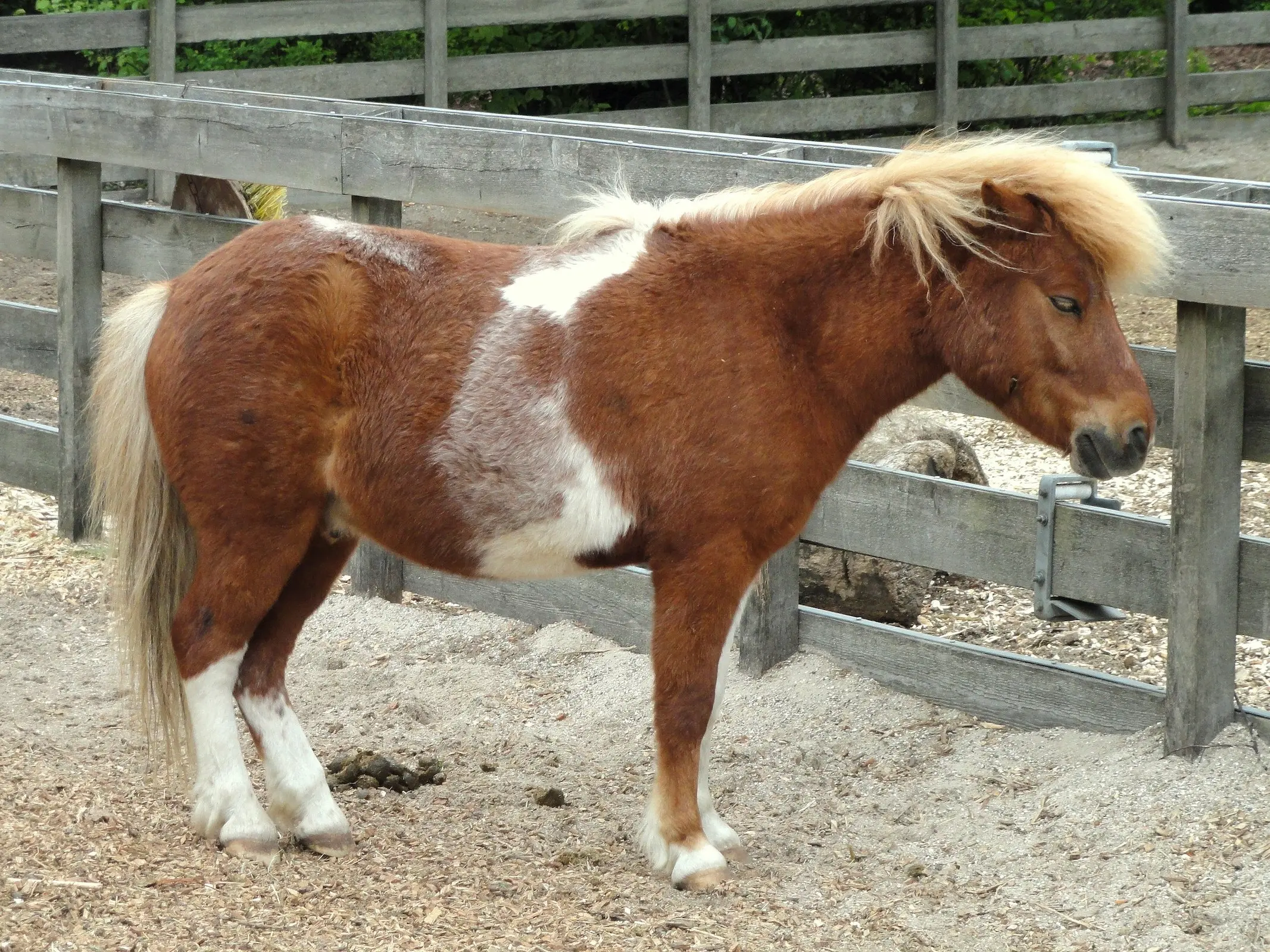 Tobiano pinto horse