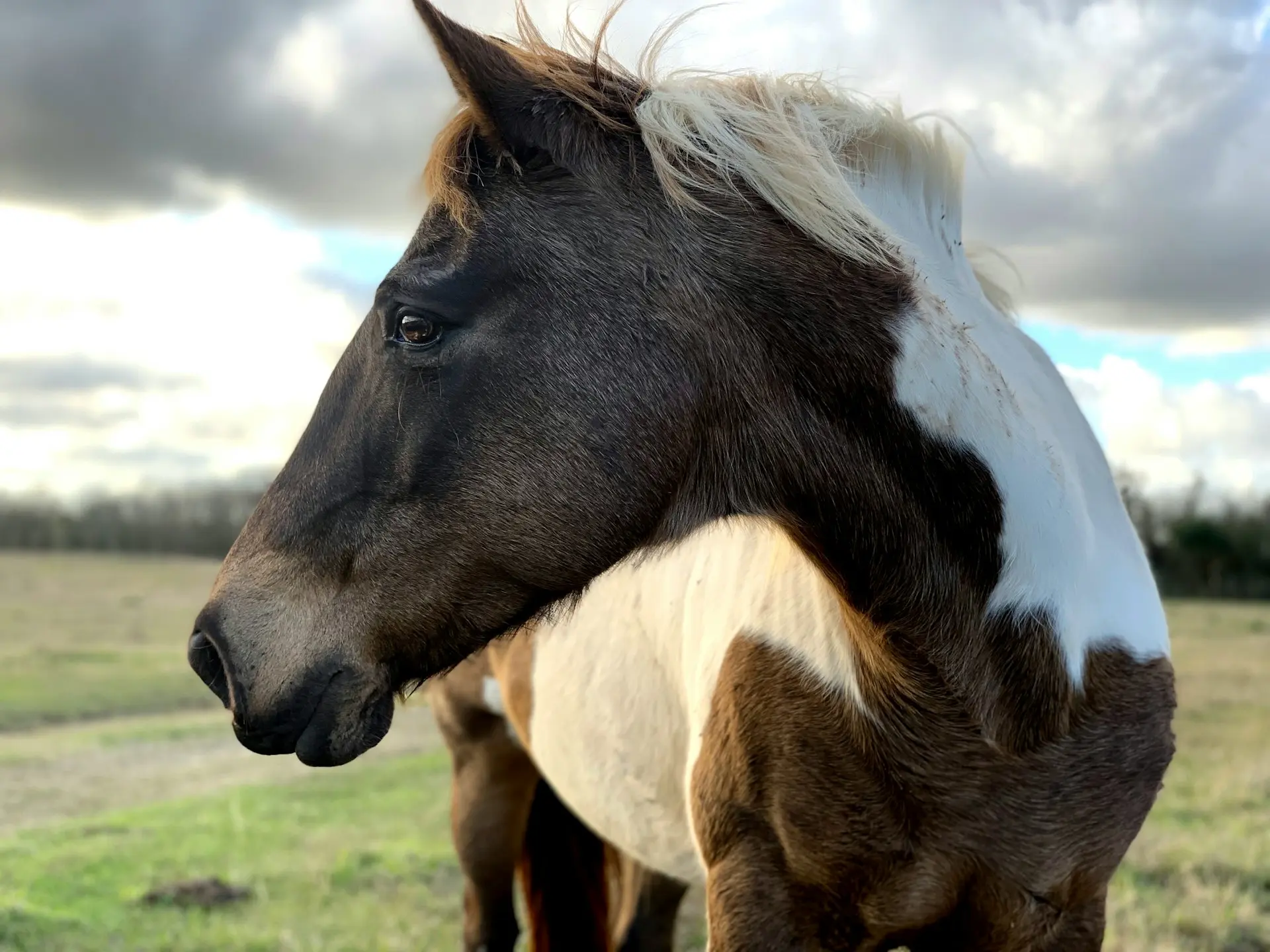 Tobiano pinto horse