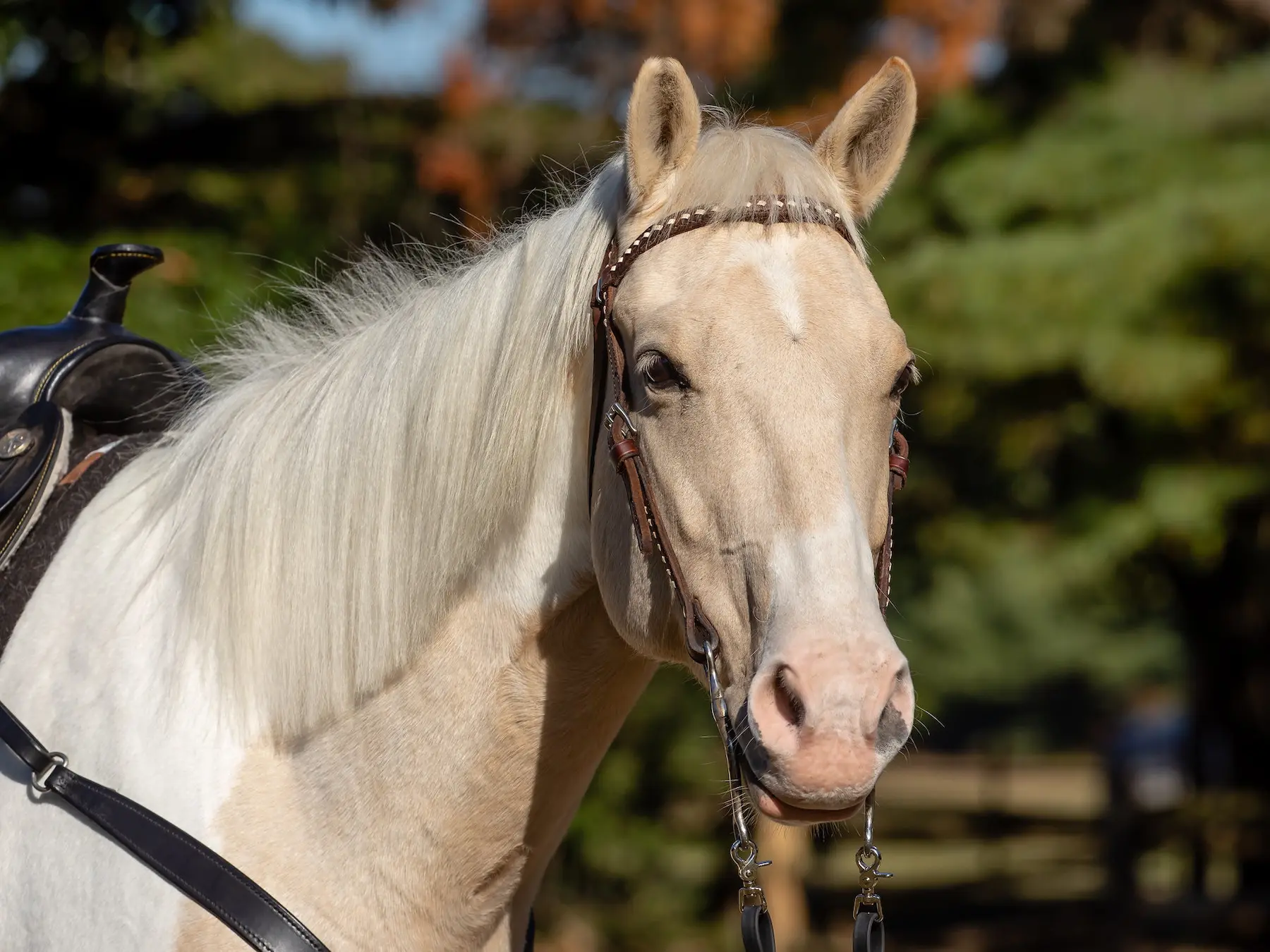 Pinto cream horse