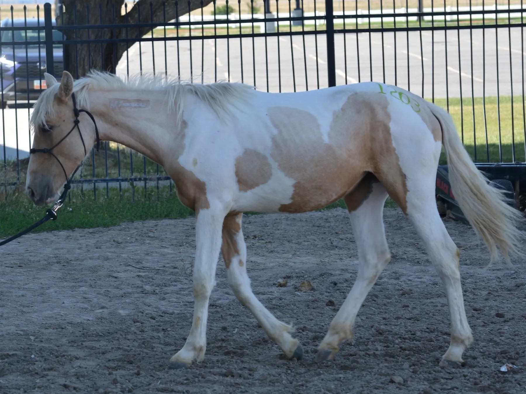 Pinto cream horse