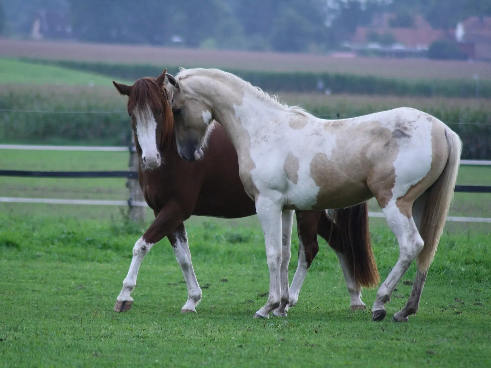 Pinto cream horse