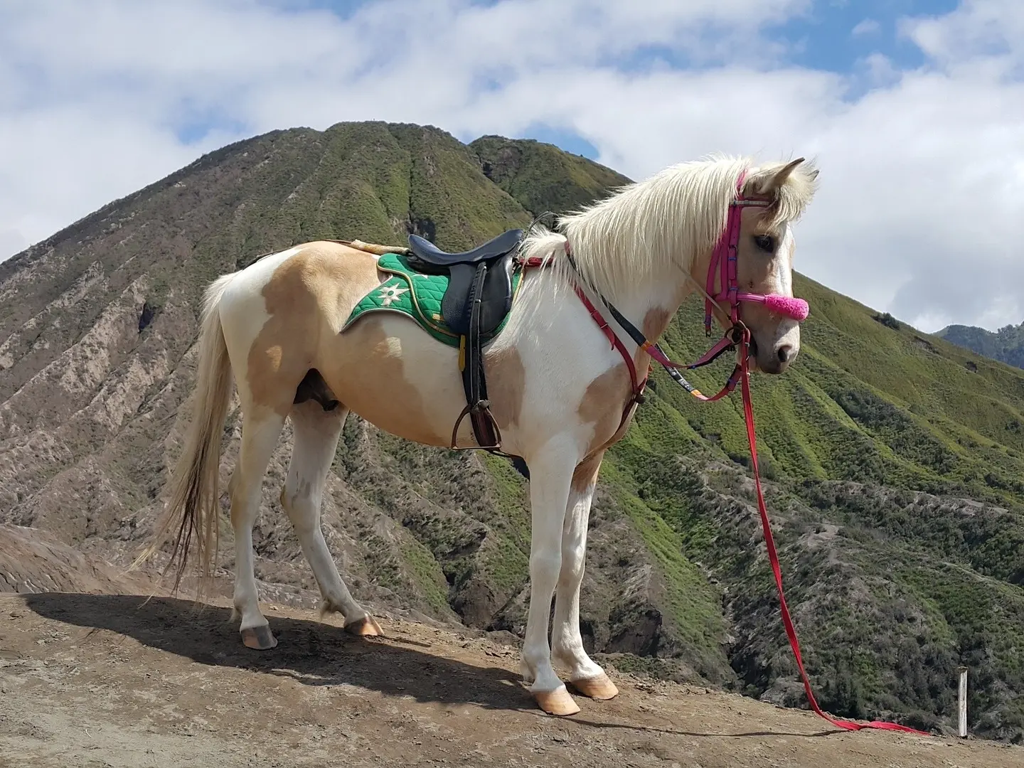 Pinto cream horse