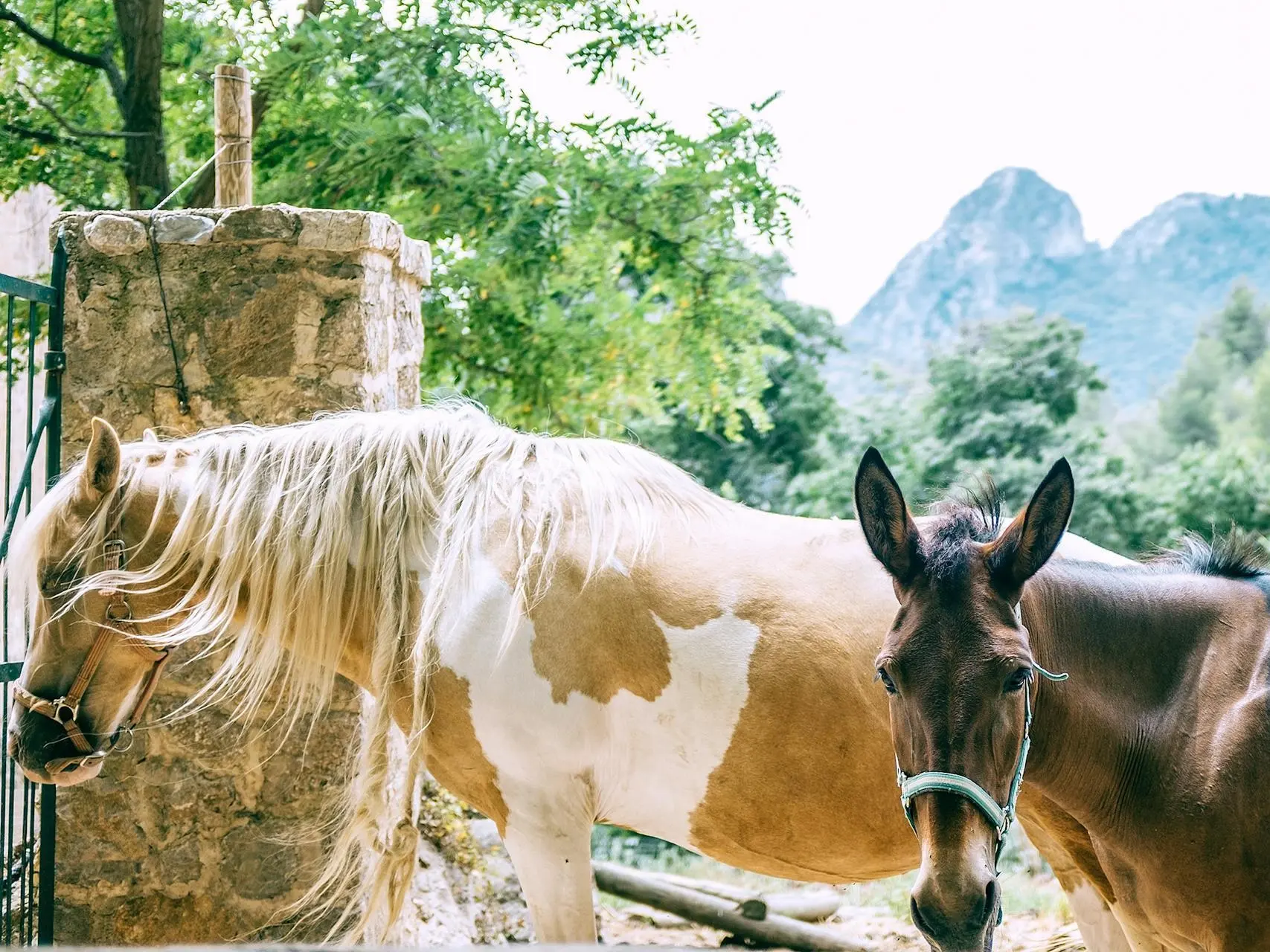 Tobiano pinto horse