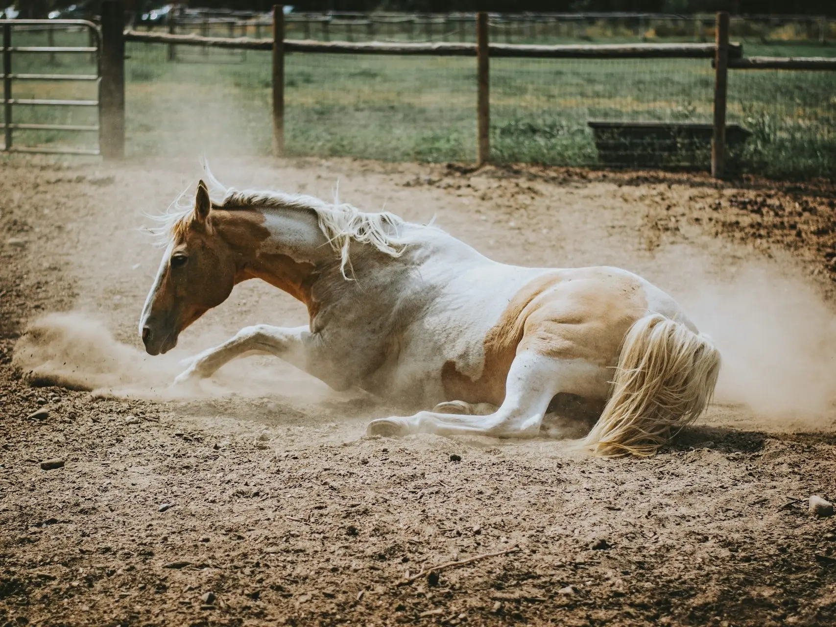 Pinto cream horse