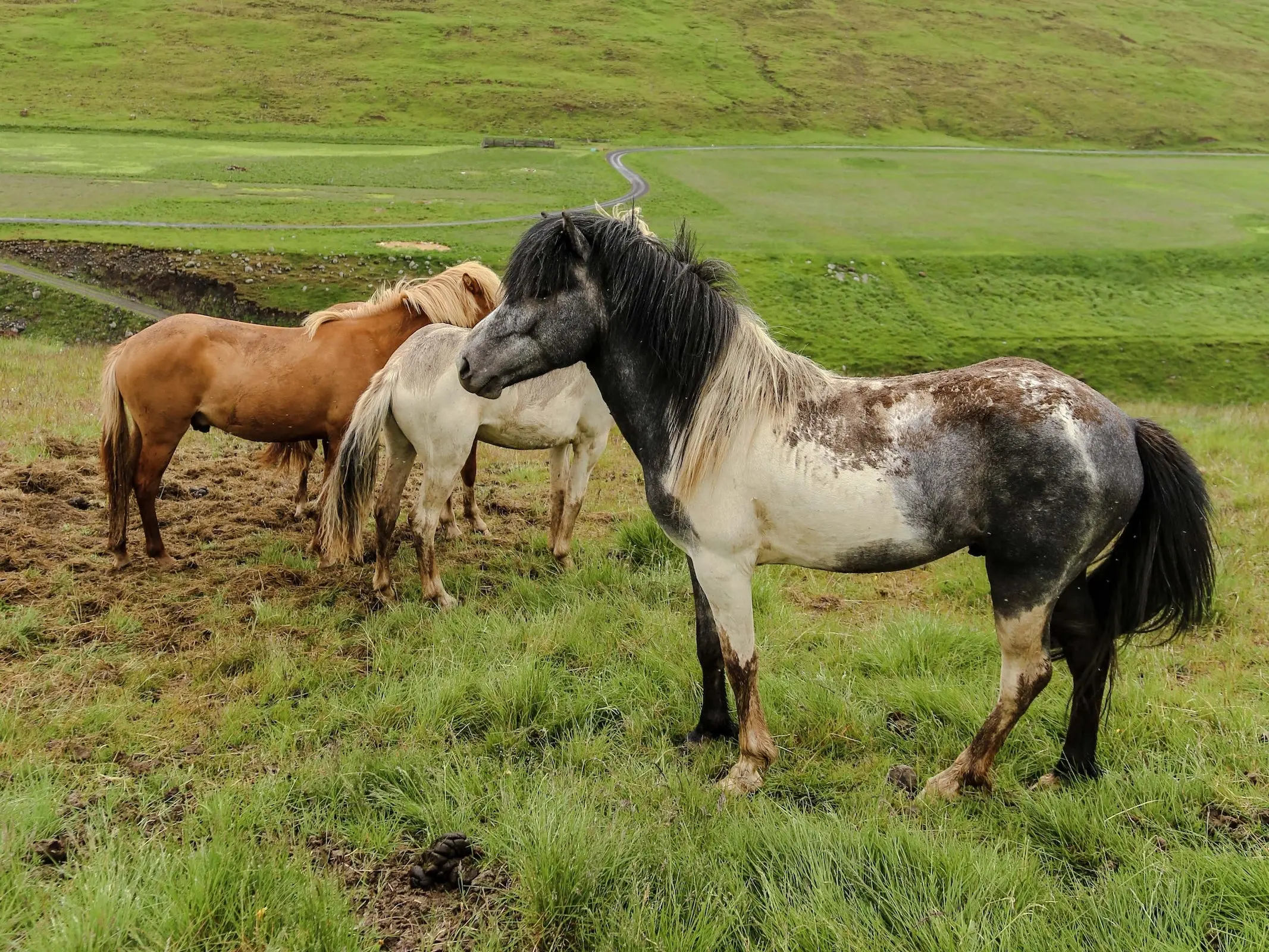 Tobiano pinto horse