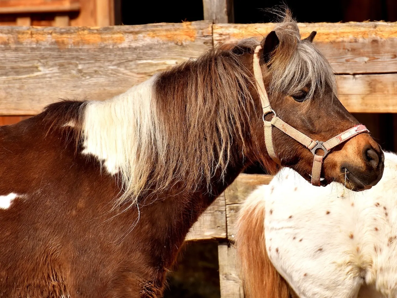 Tobiano pinto horse