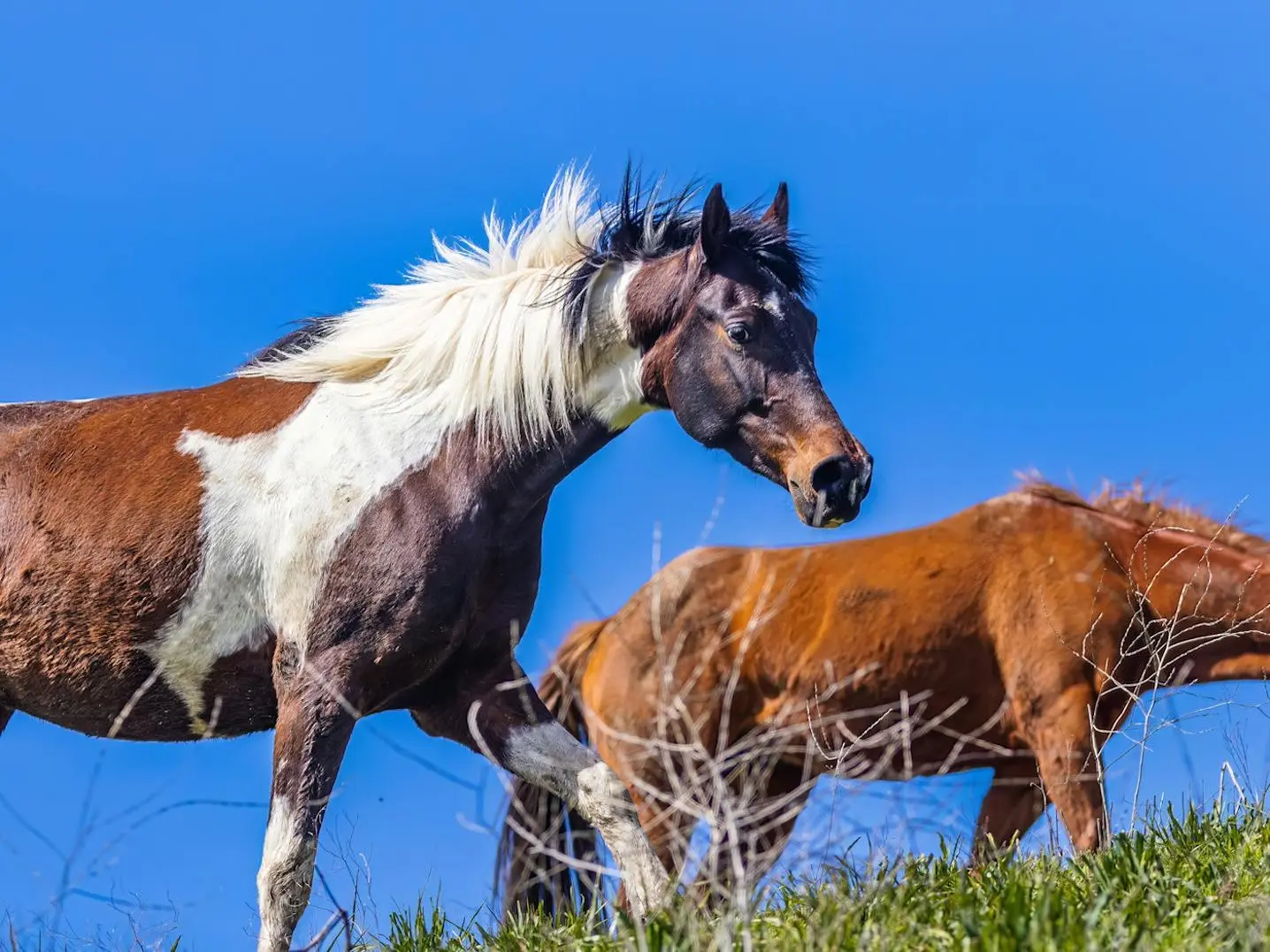 Tobiano pinto horse