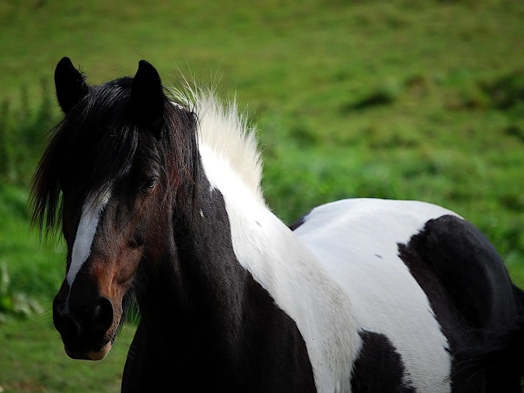 Tobiano pinto horse