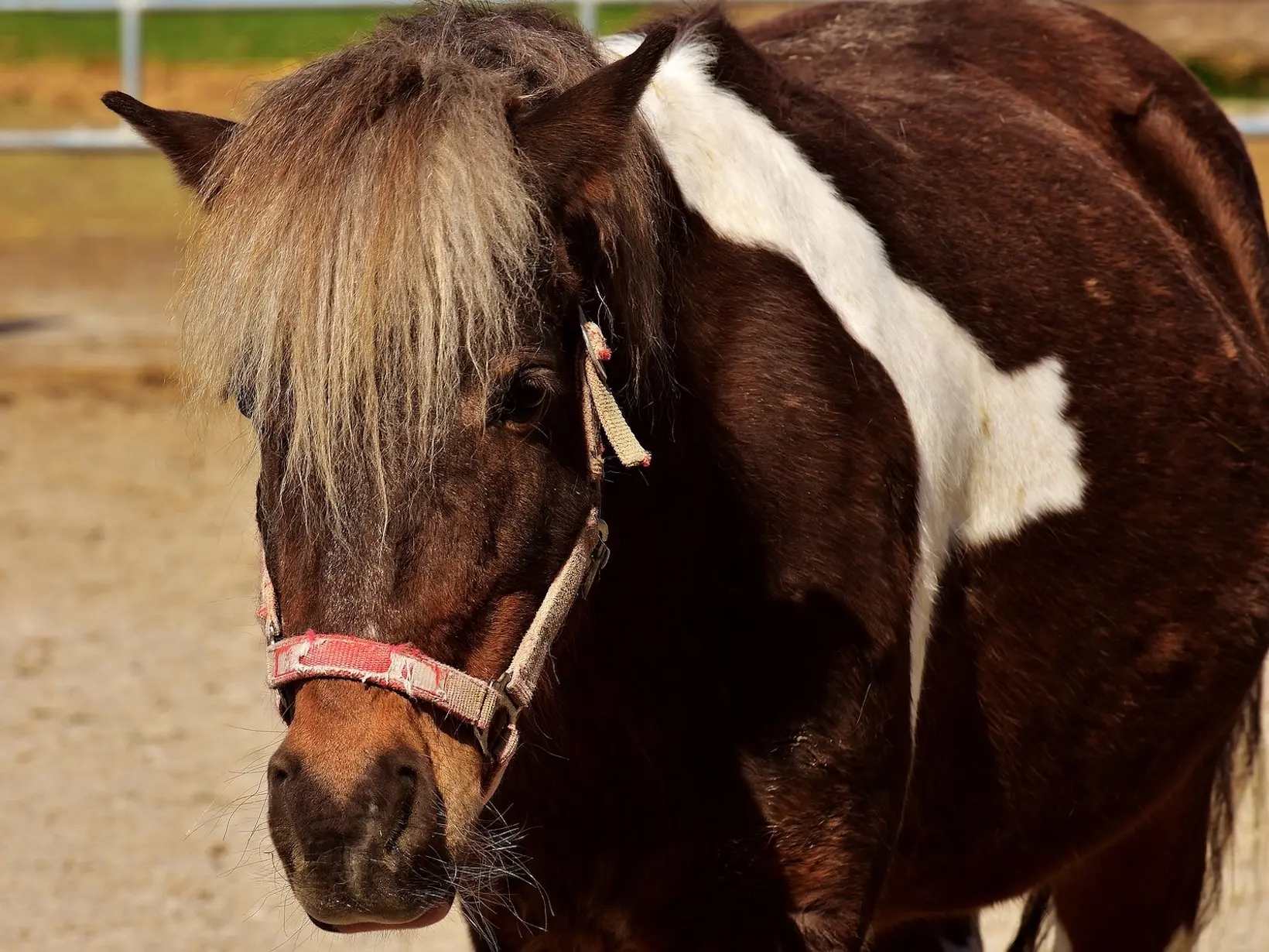 Tobiano pinto horse