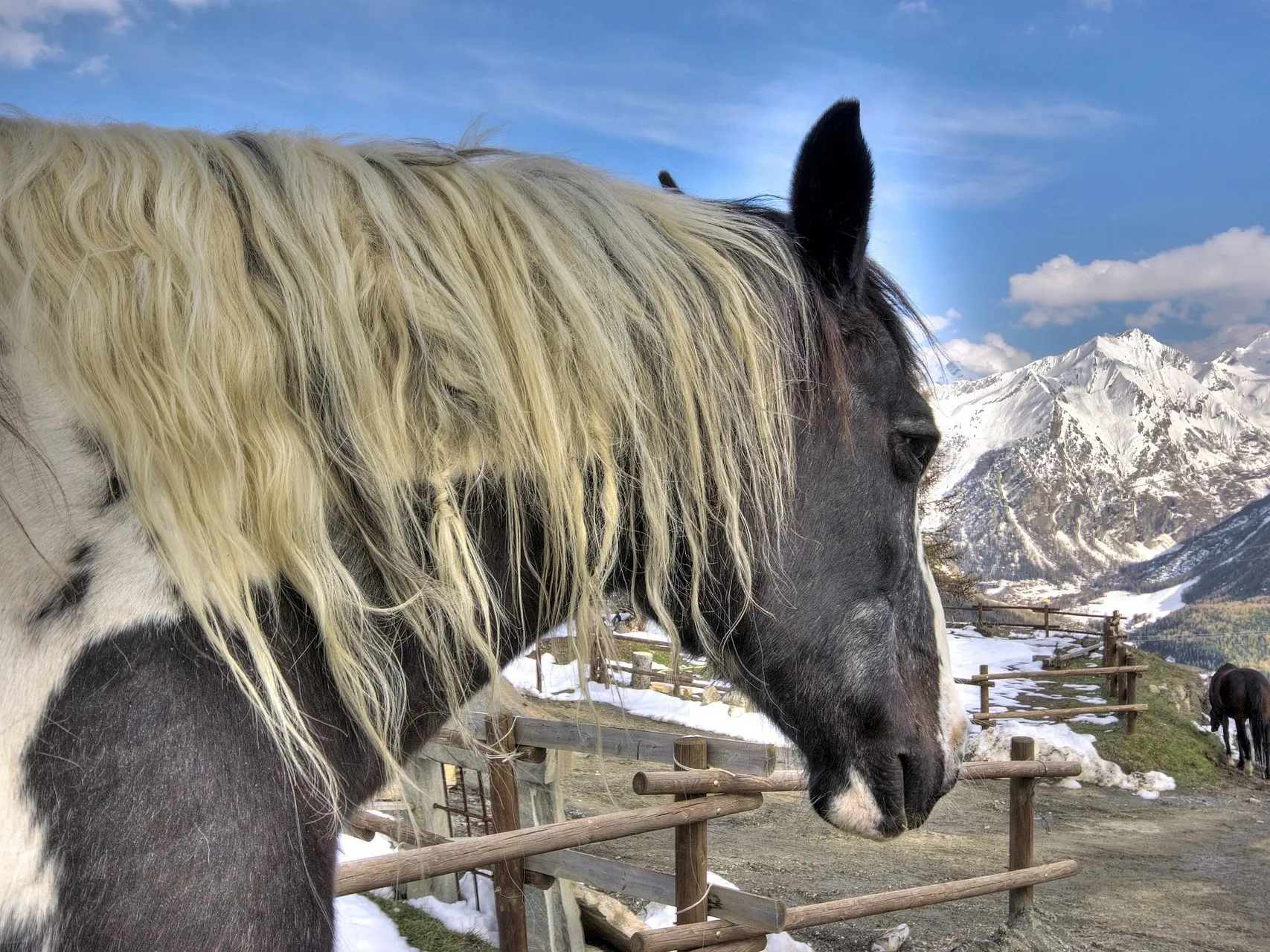 Tobiano pinto horse