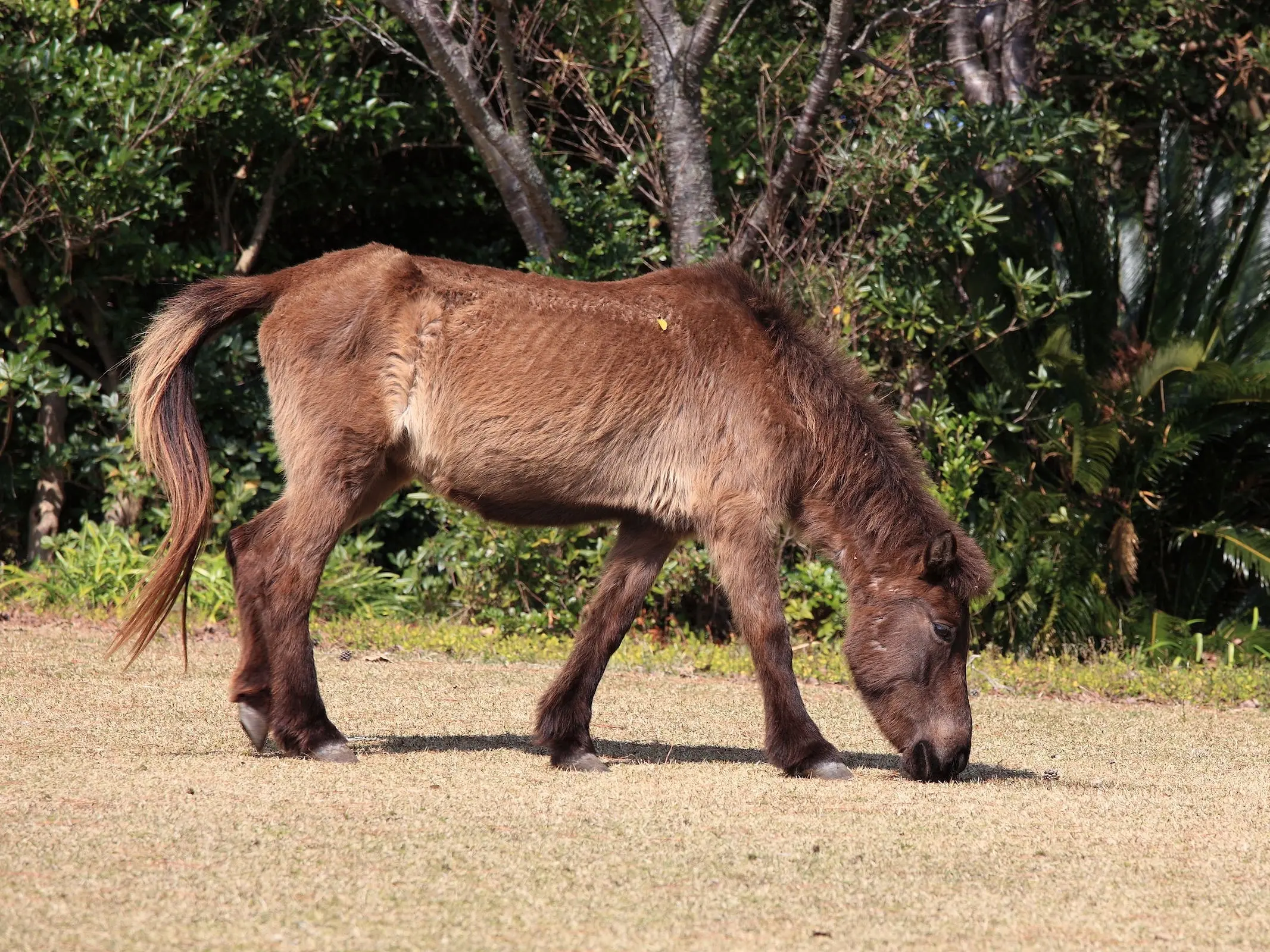 Tokara Pony