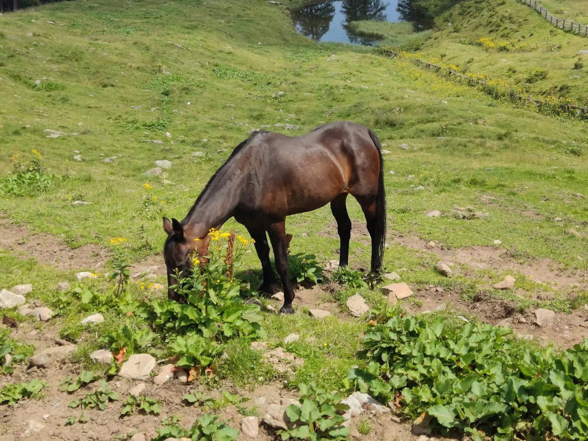 Tolfetano Horse