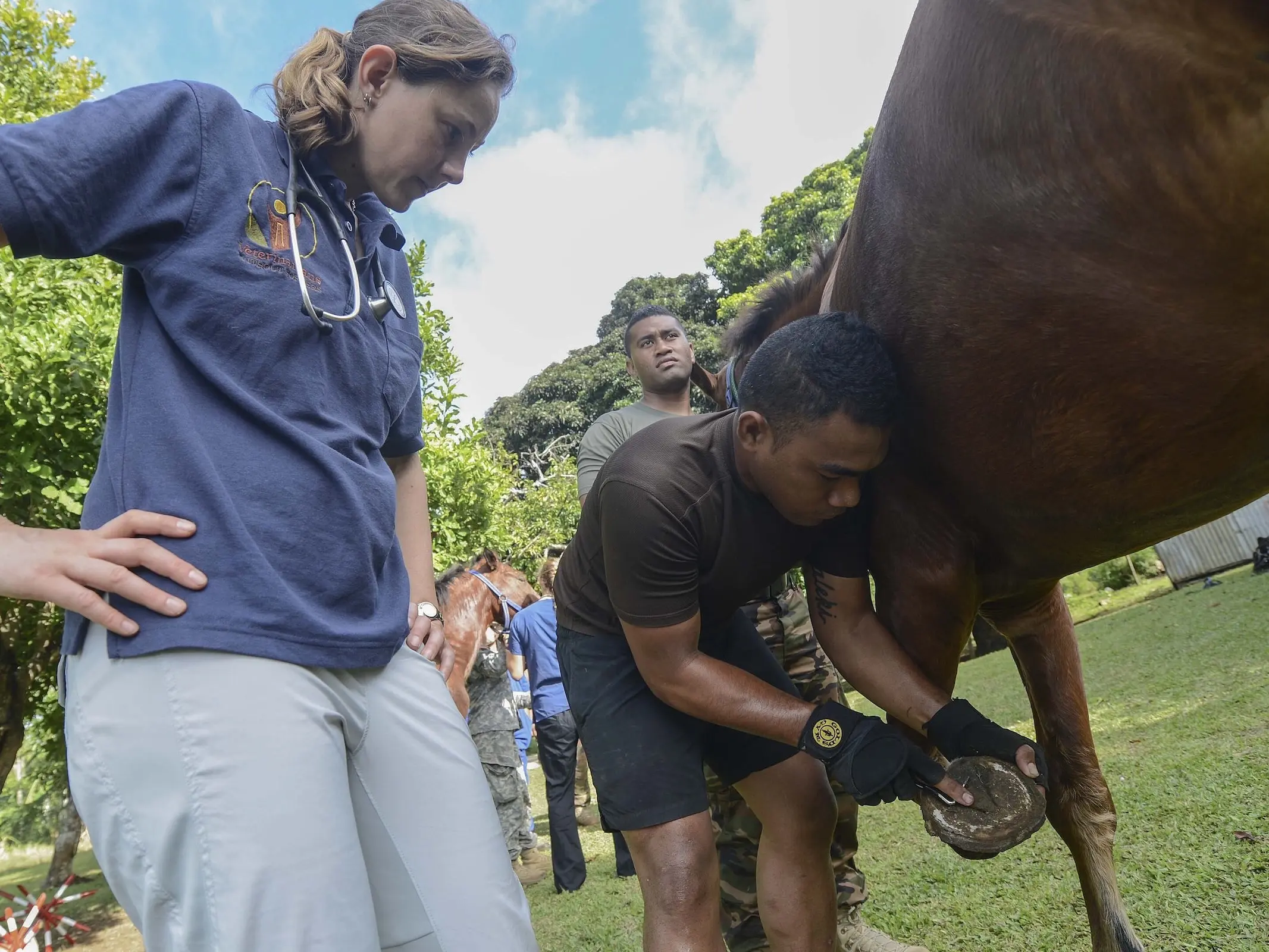 Tongan Local Horse