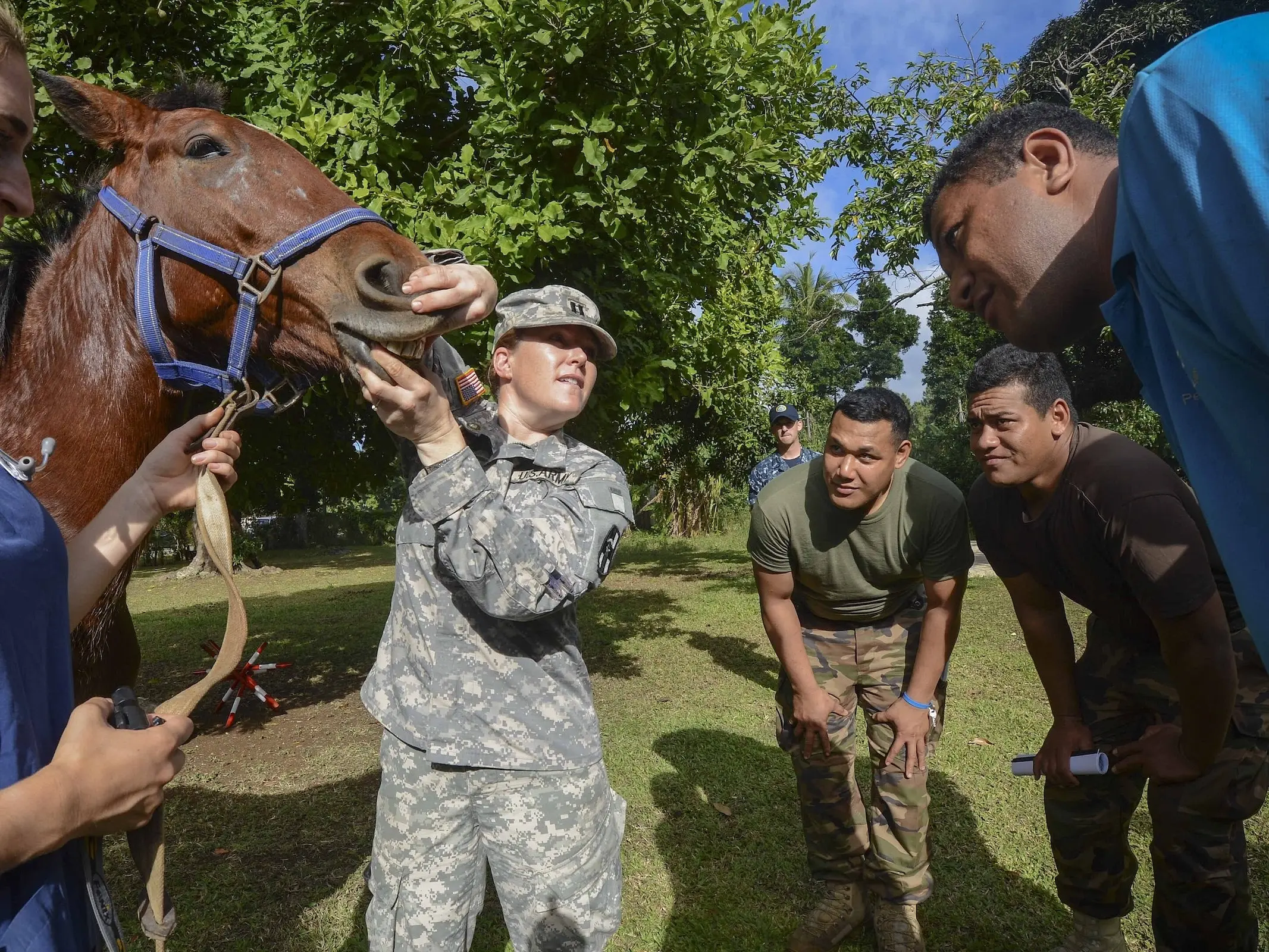 Tongan Local Horse