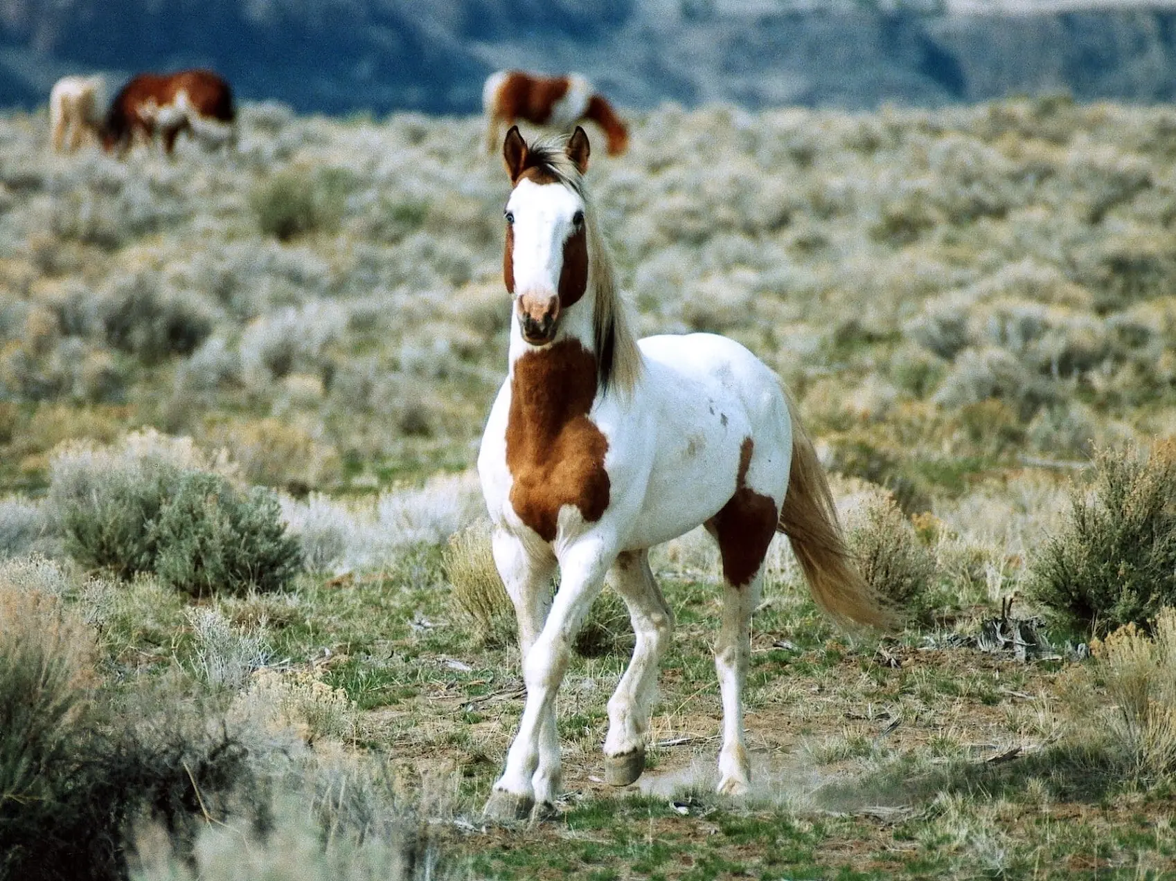 Tovero pinto horse