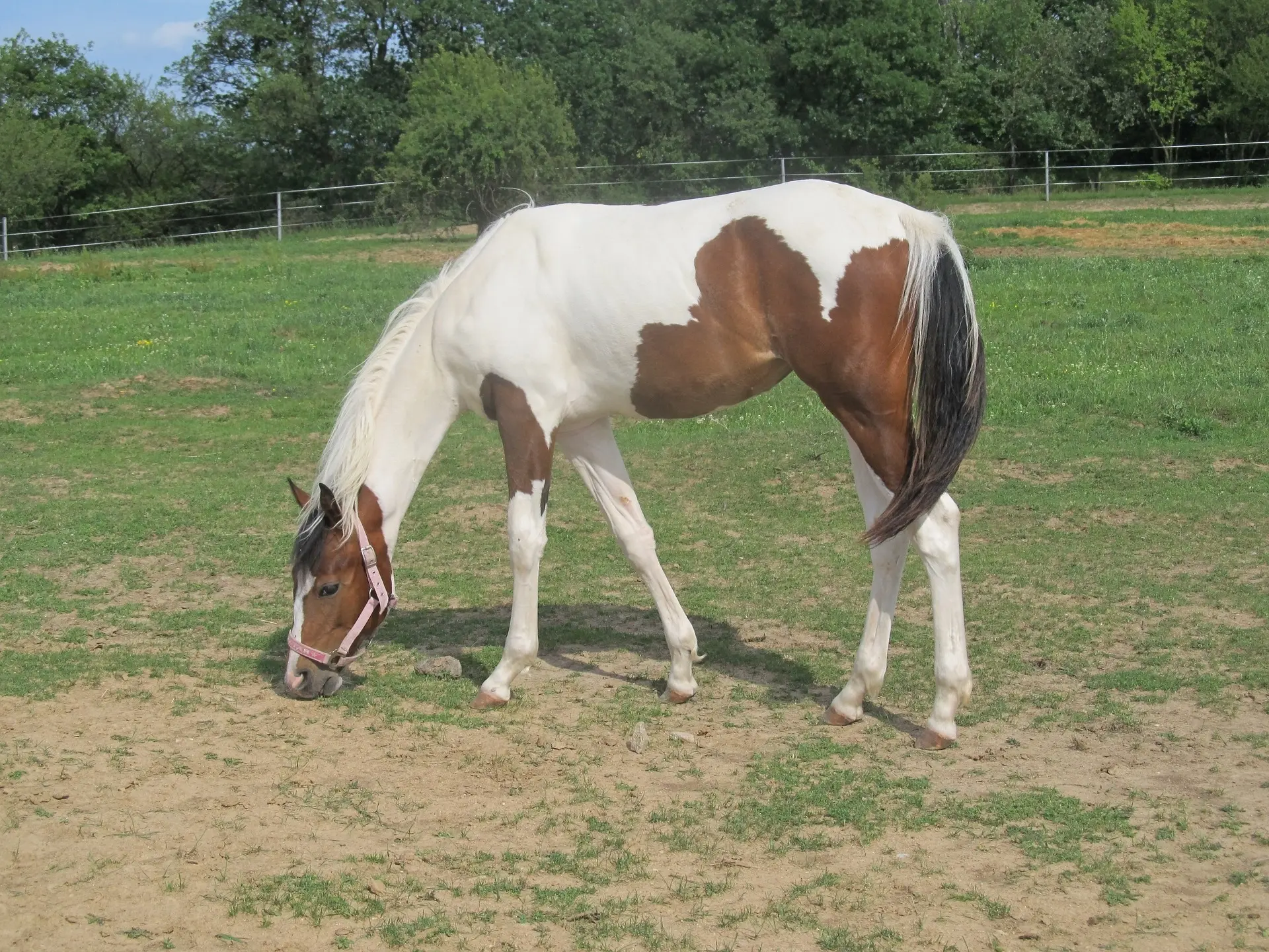 Tovero pinto horse