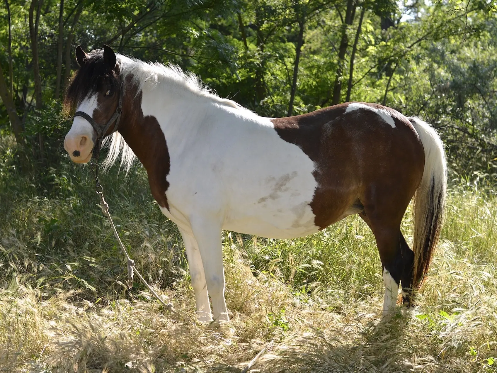 Tovero pinto horse