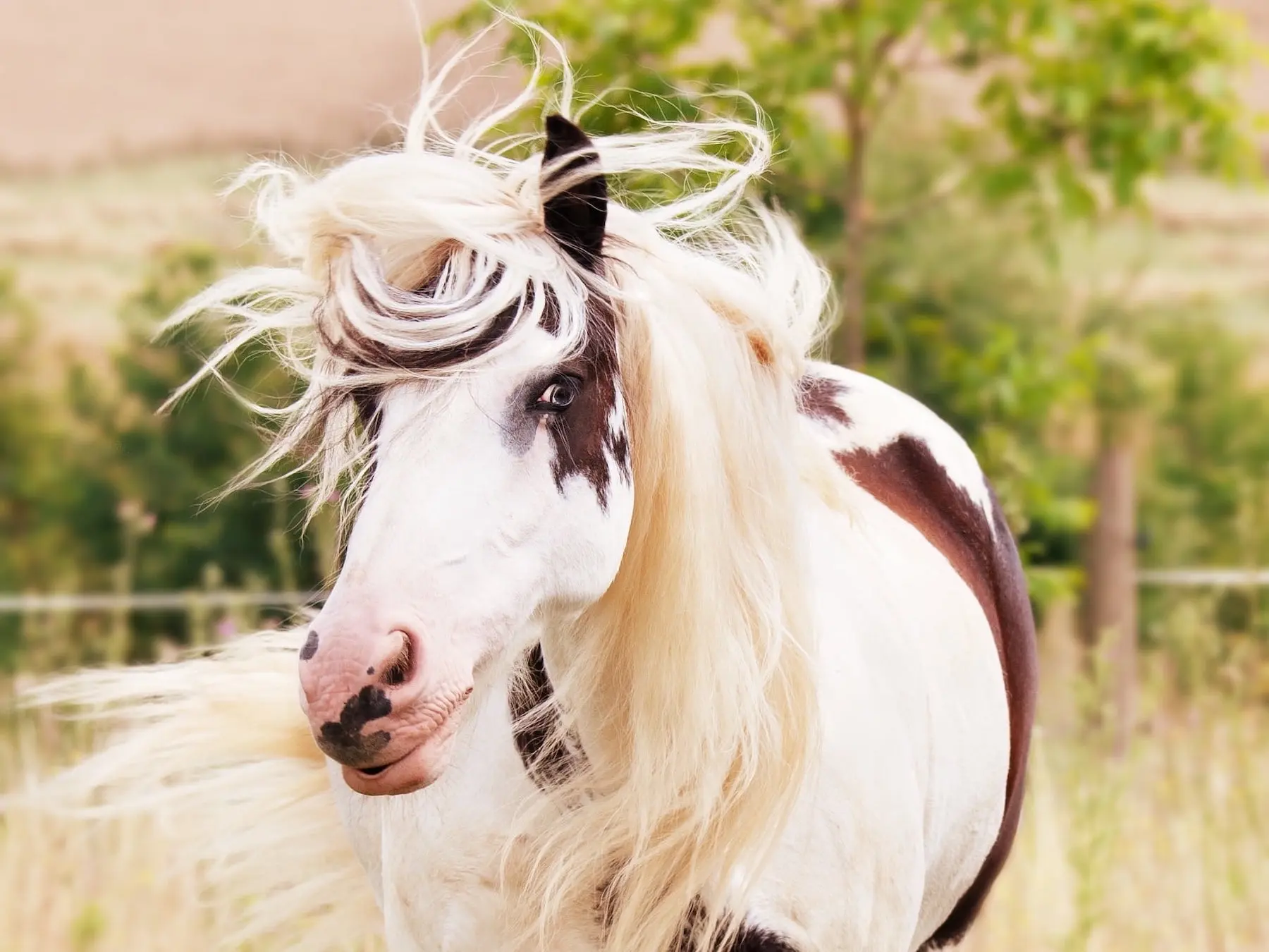 Tovero pinto horse