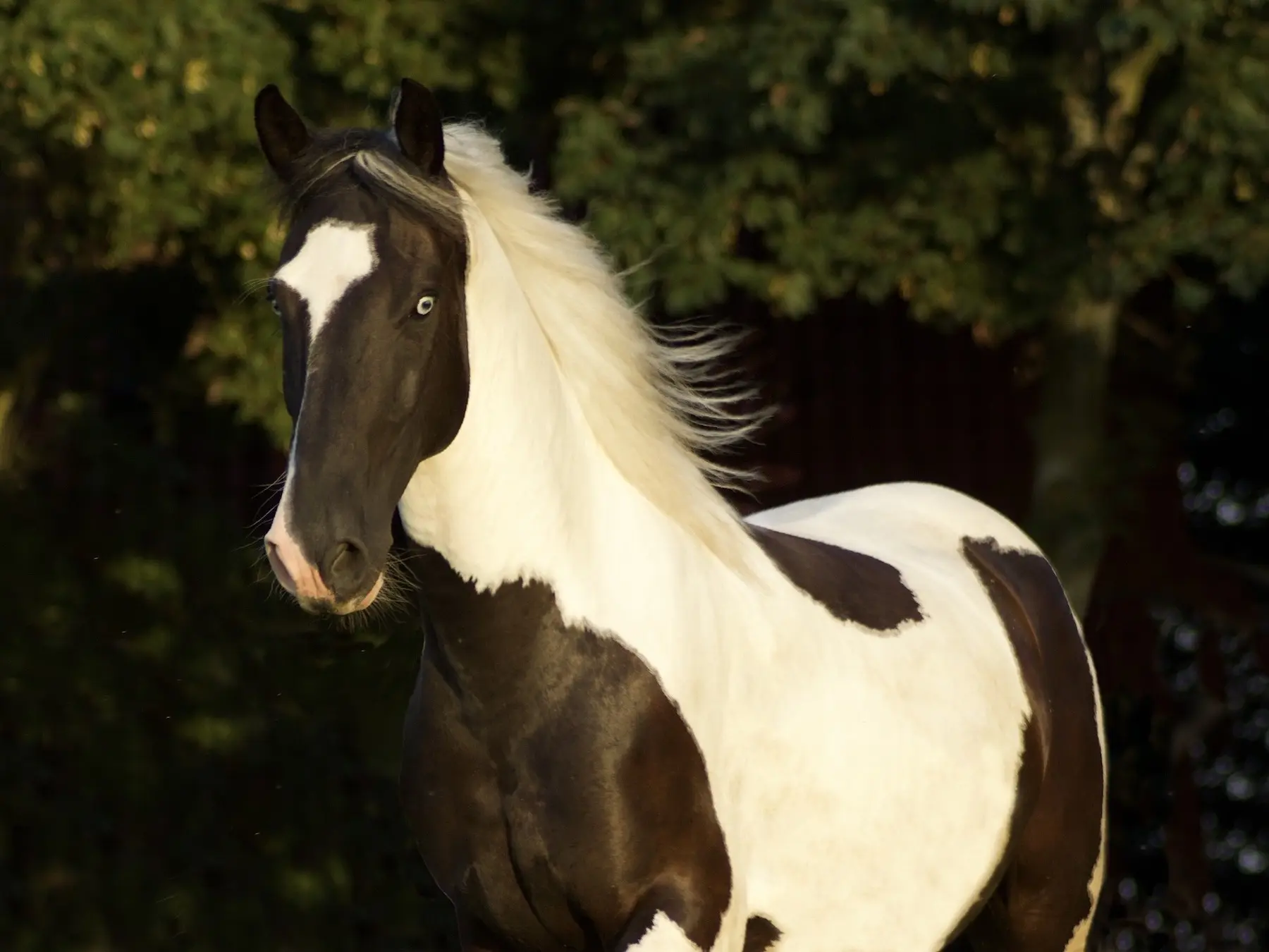 Horse with a chest shield