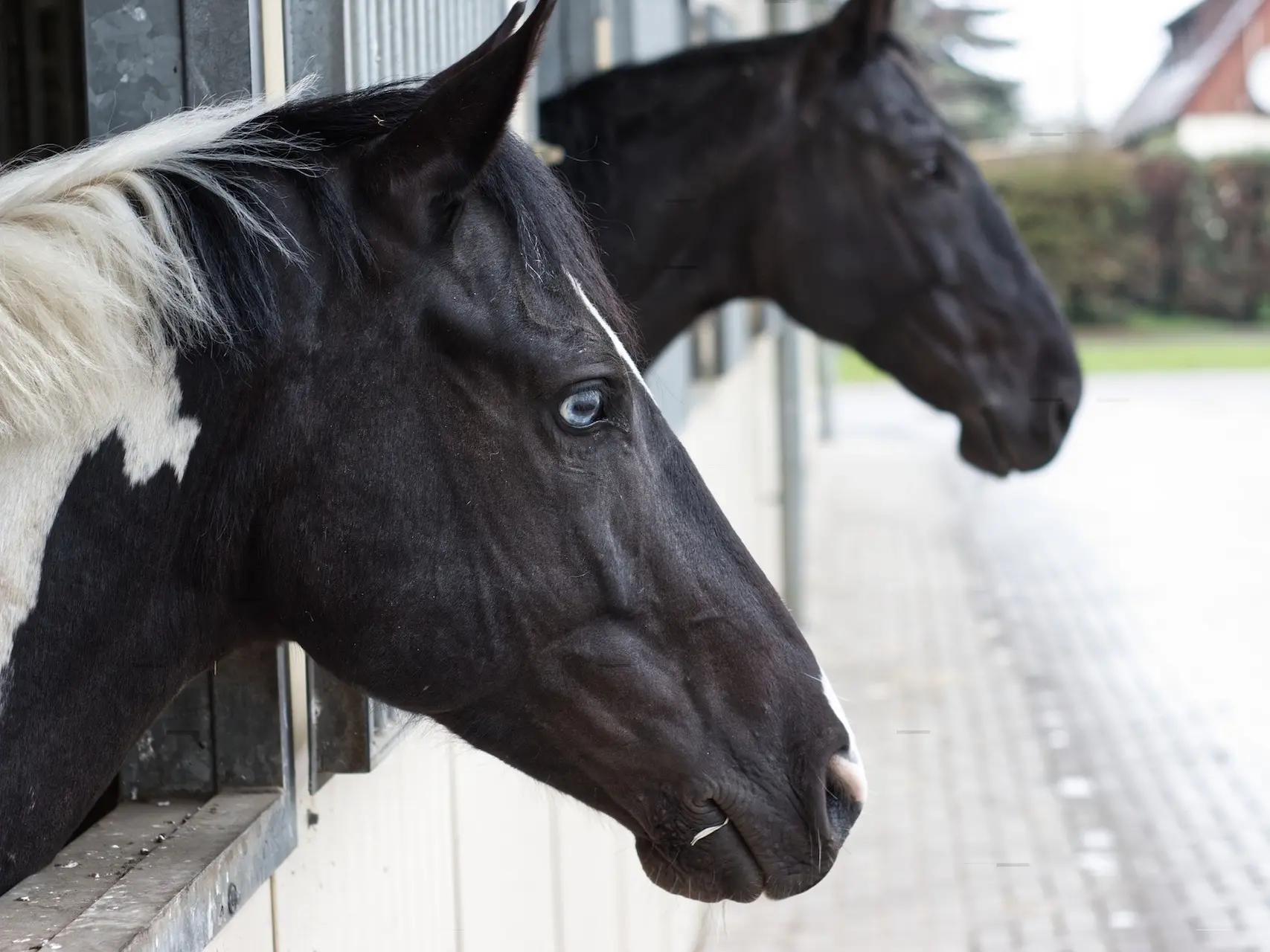 Tovero pinto horse