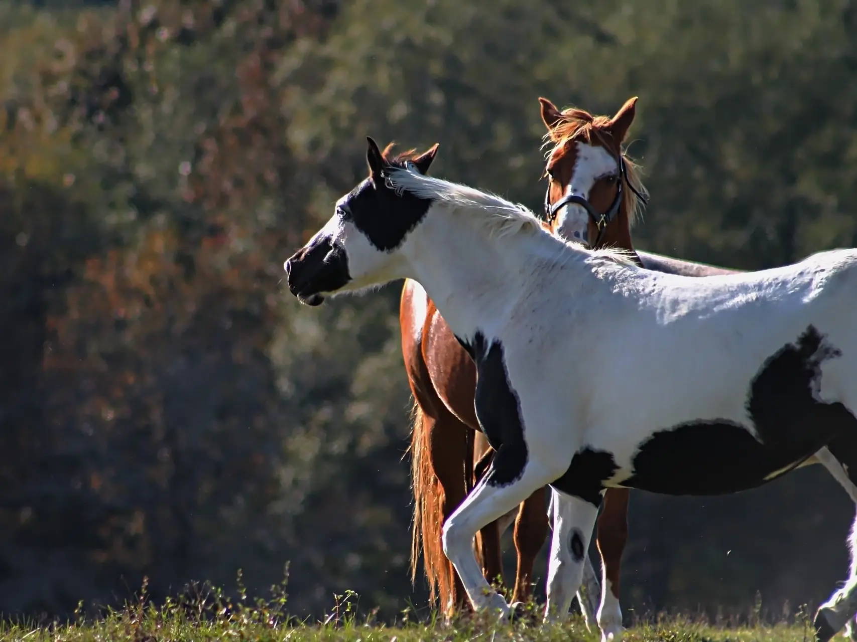 Tovero pinto horse