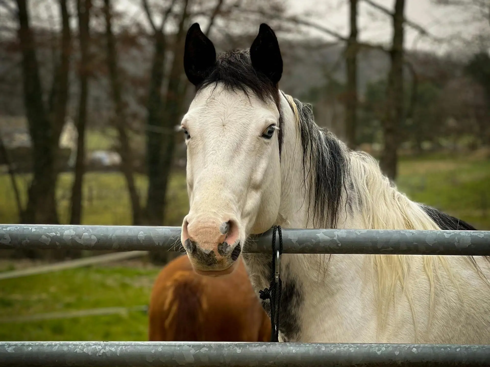 Medicine hat horse