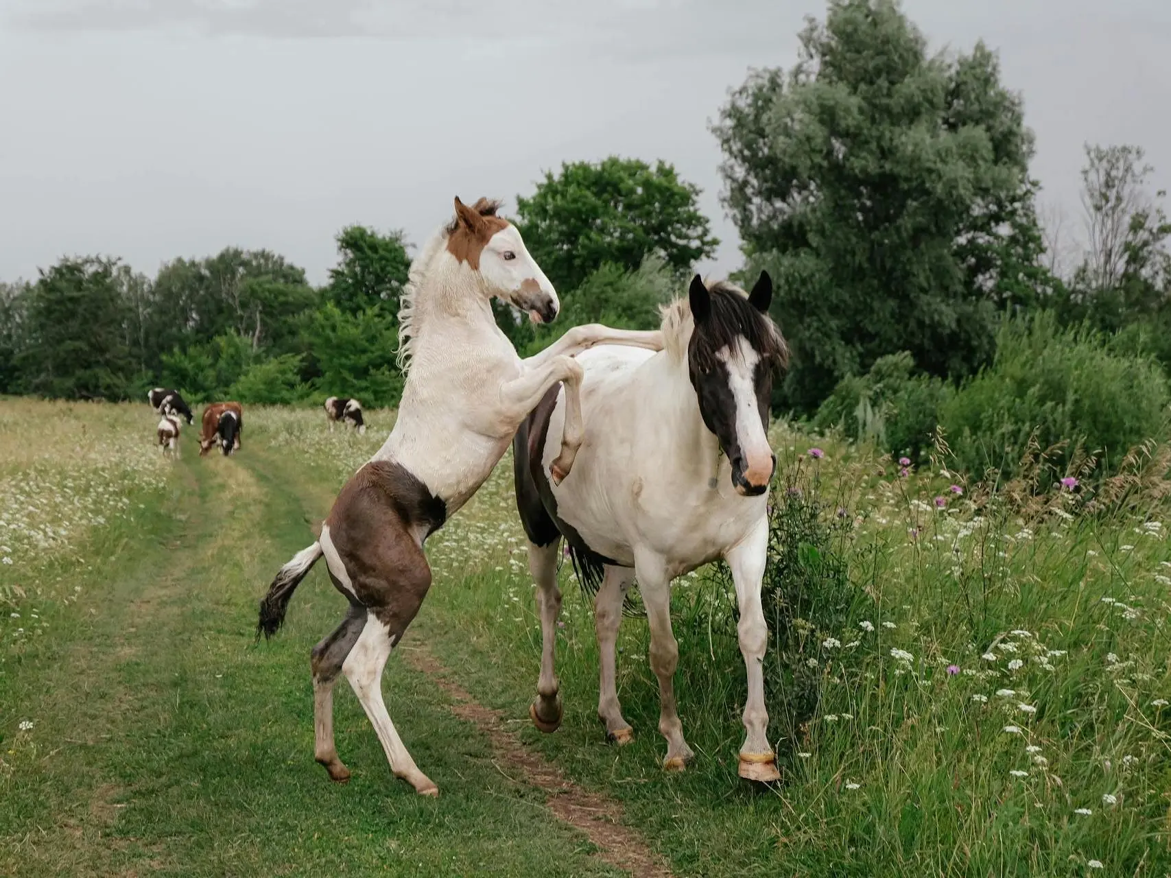 Tovero pinto horse