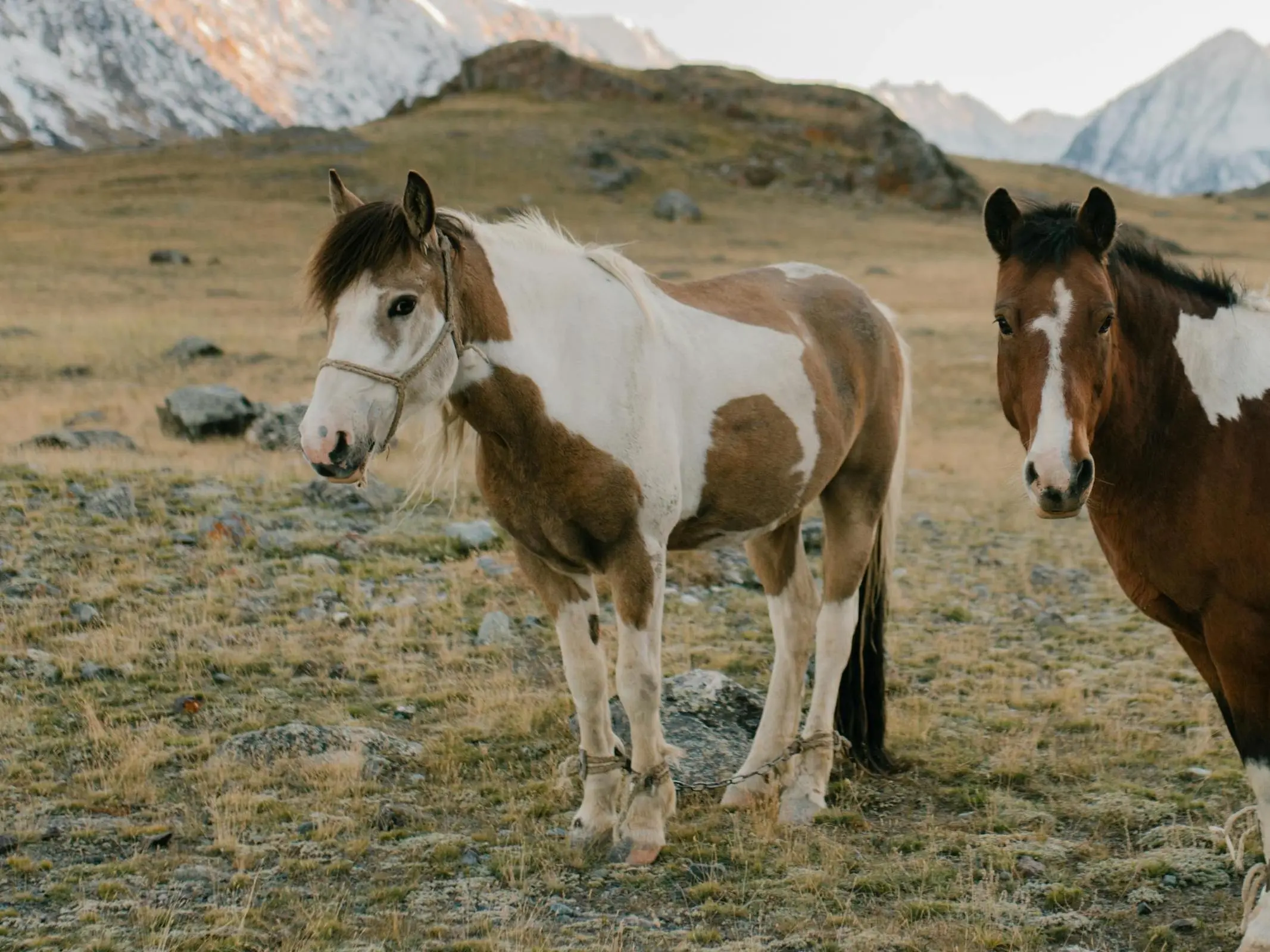 Tovero pinto horse