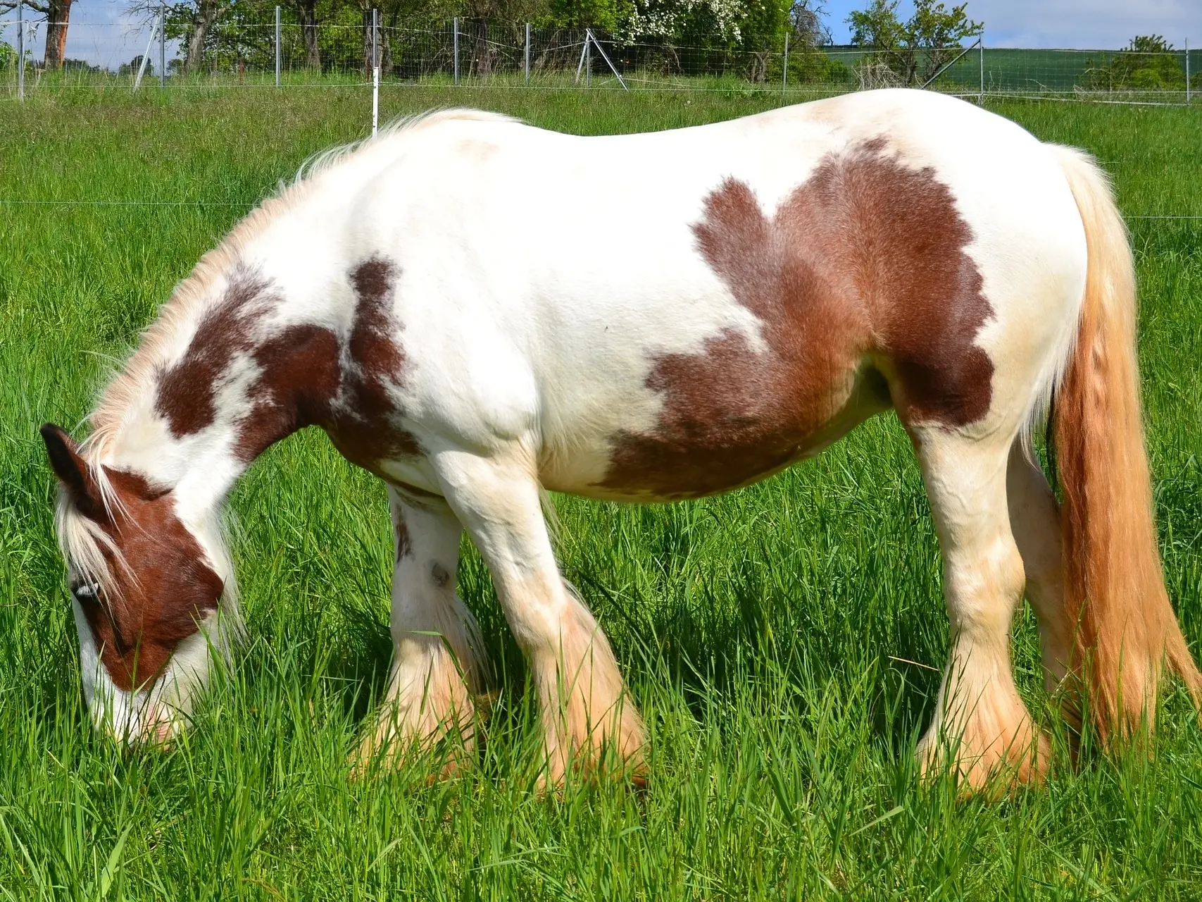 Tovero pinto horse