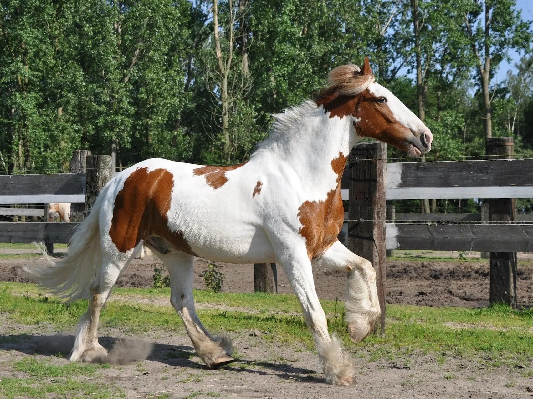 Horse with a chest shield