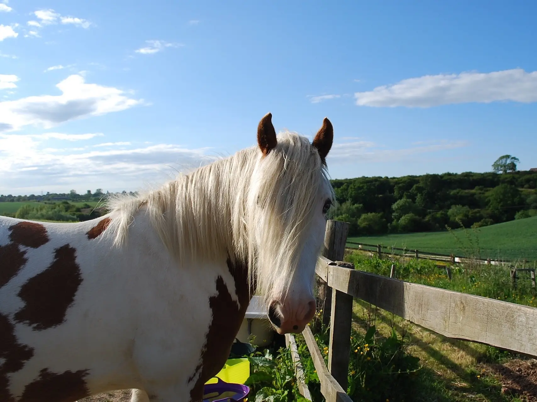 Tovero pinto horse