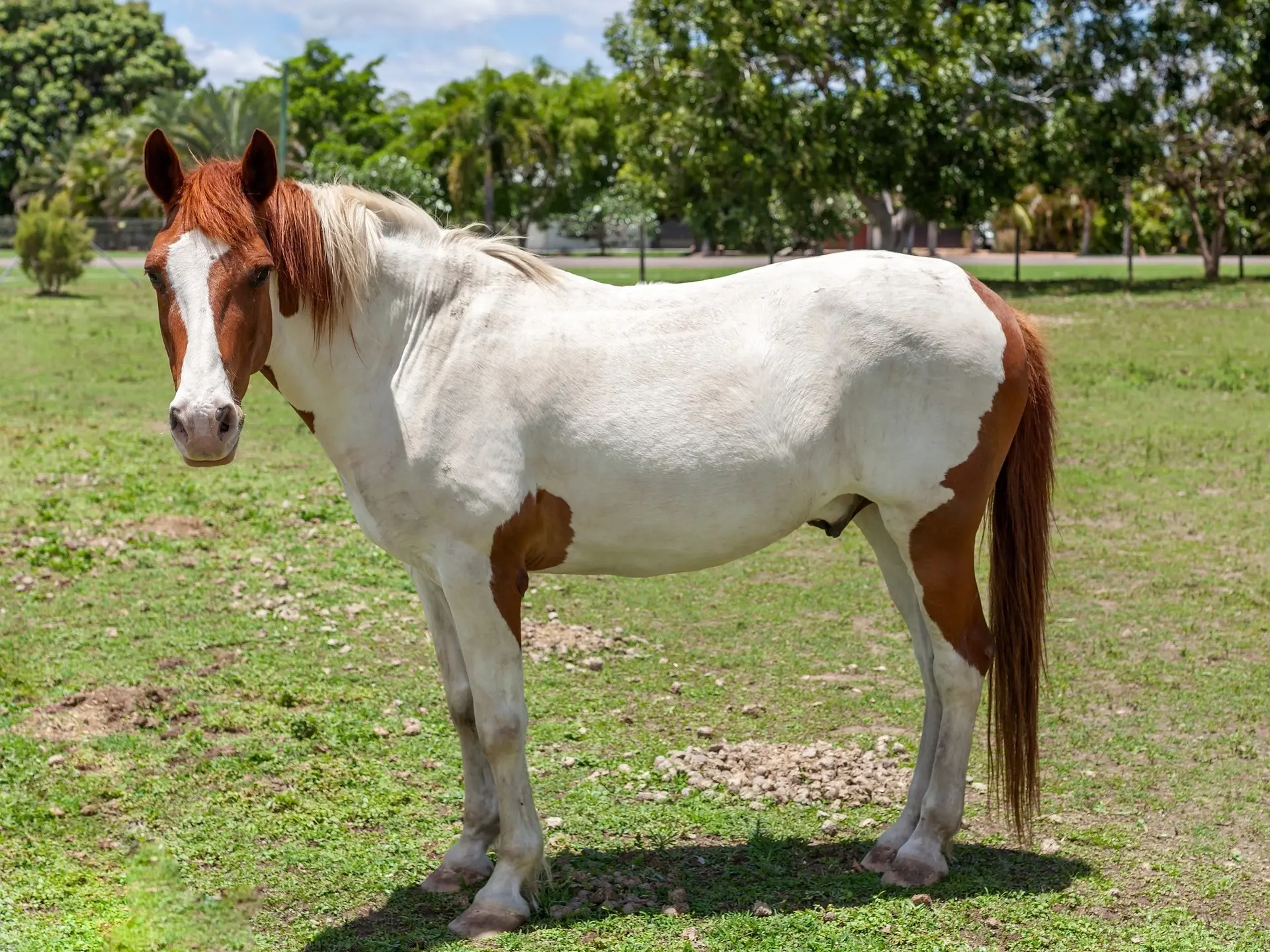 Tovero pinto horse