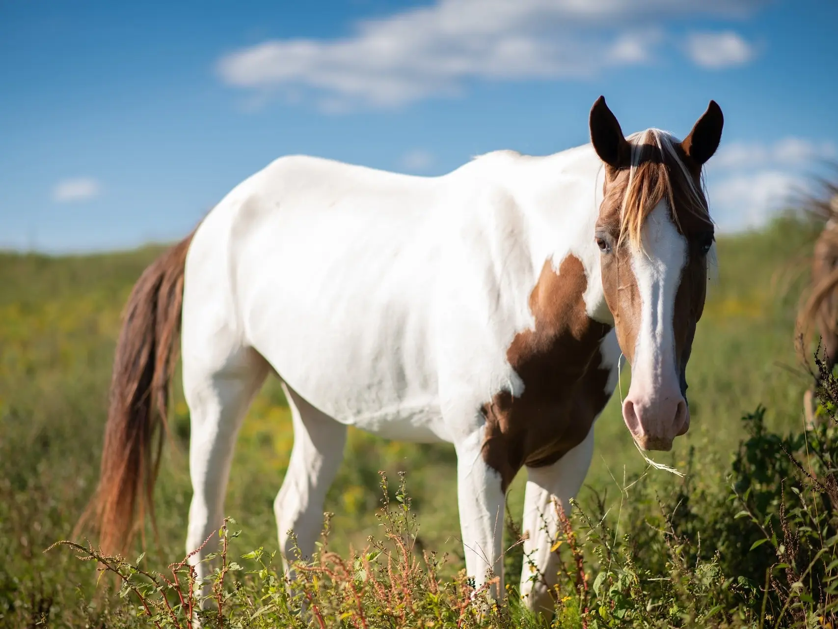 Tovero pinto horse