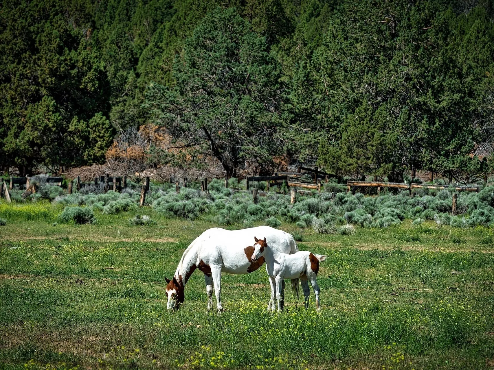 Medicine hat horse