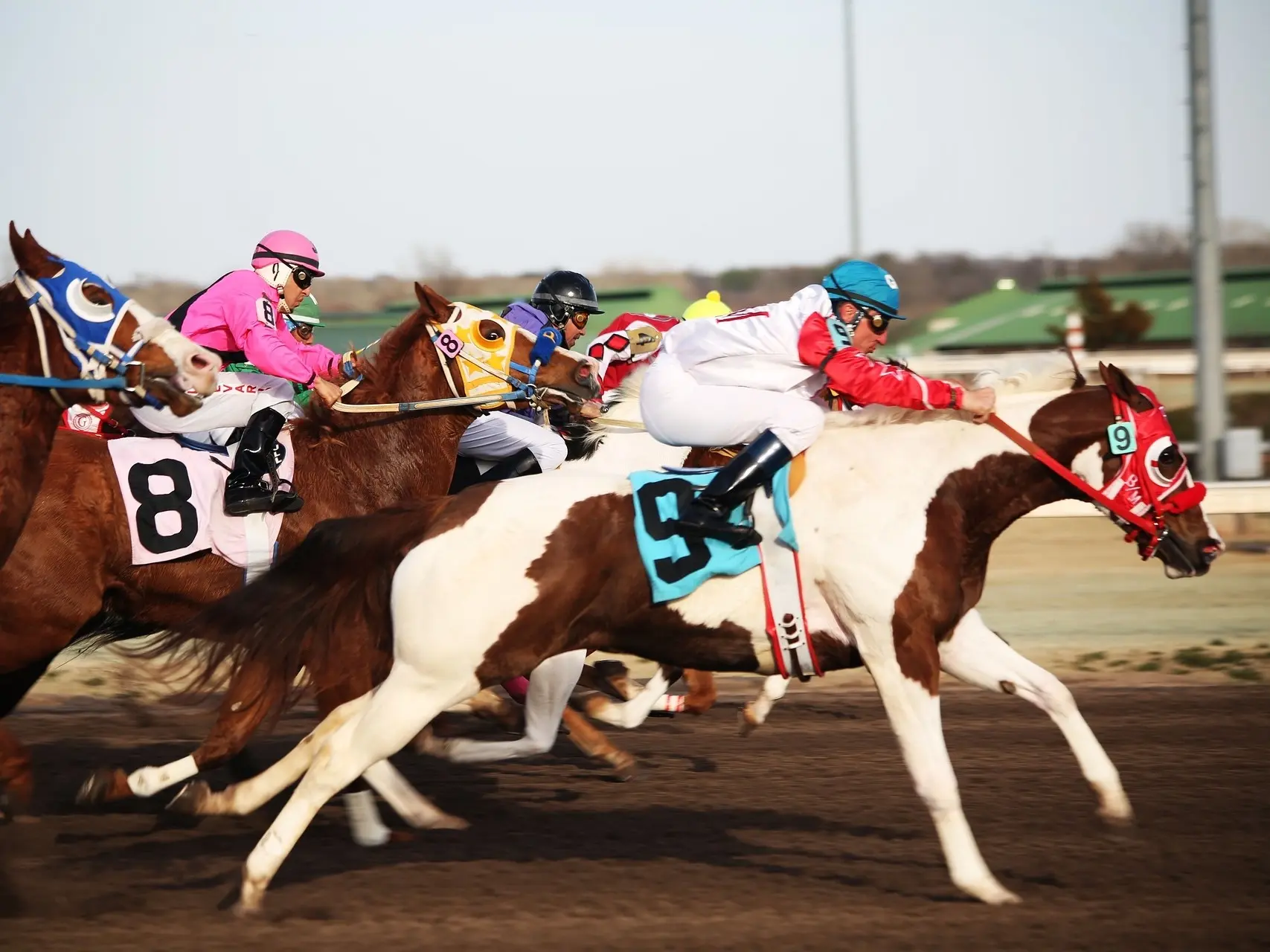 Tovero pinto horse