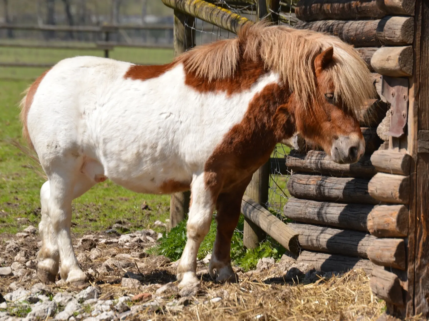 Tovero pinto horse