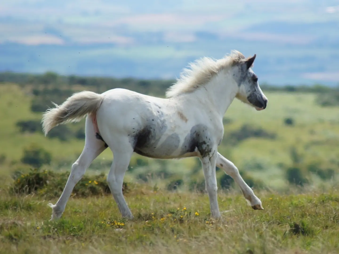 Tovero pinto horse