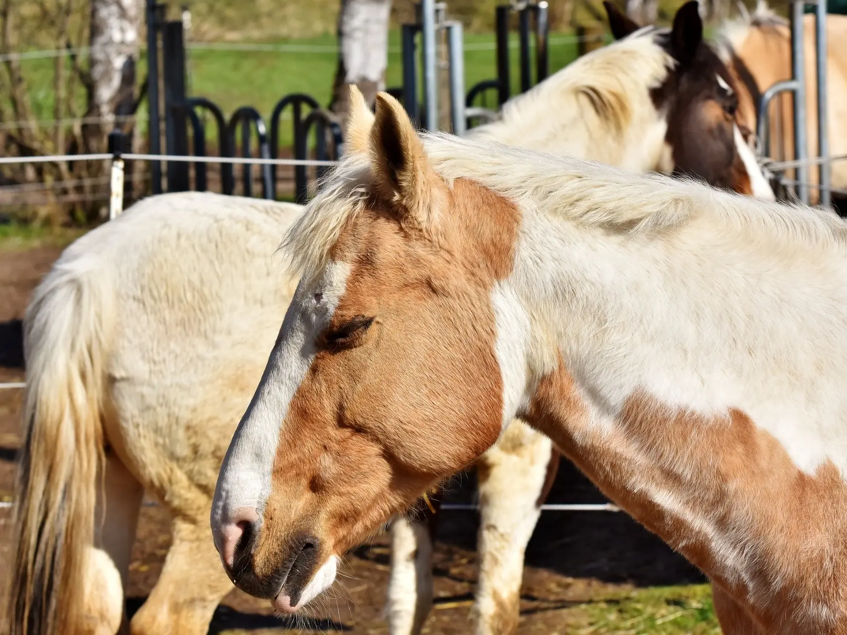 Pinto cream horse