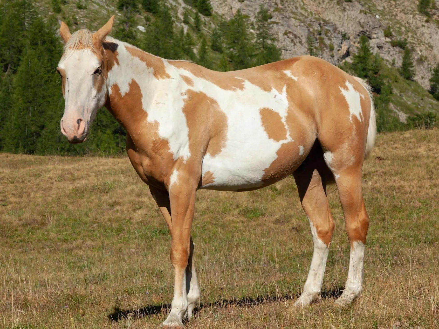 Tovero pinto Horse