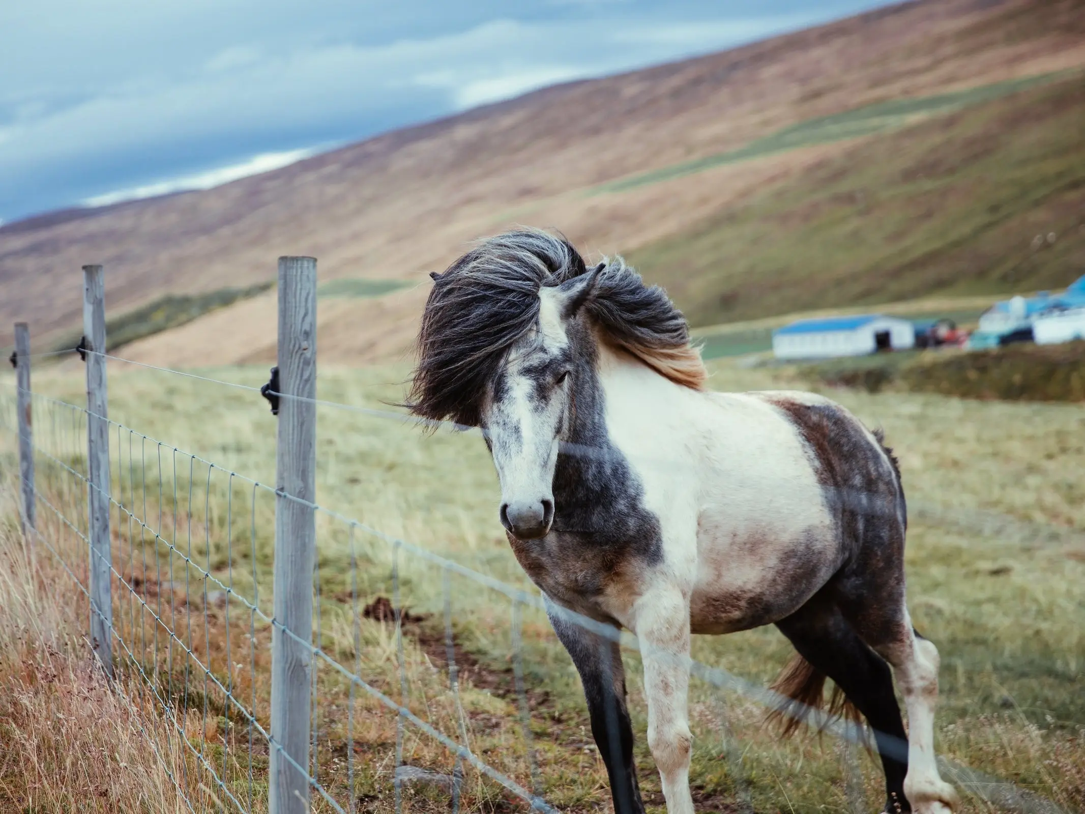 Tovero pinto horse