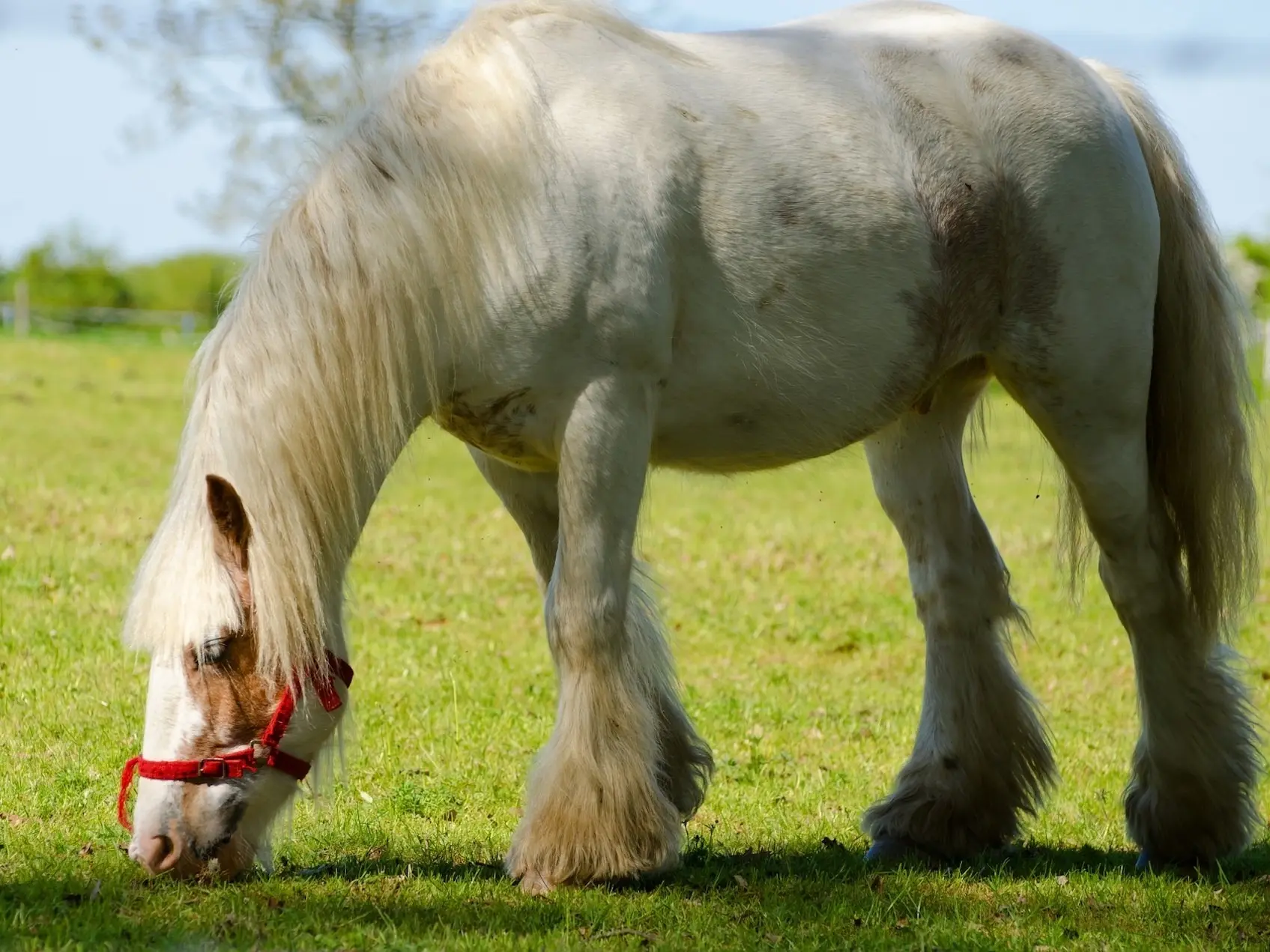 Tovero pinto horse