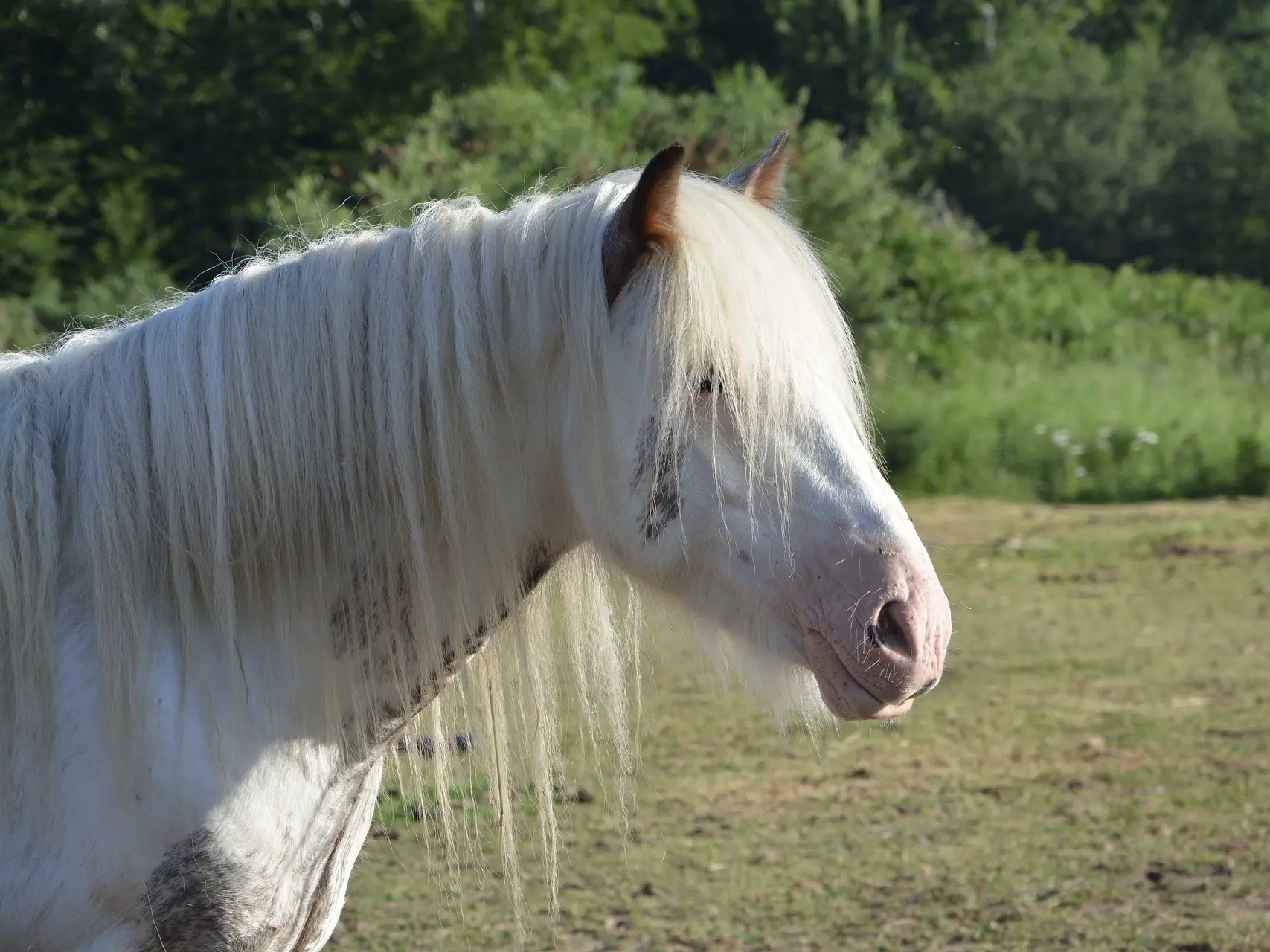 Tovero pinto horse