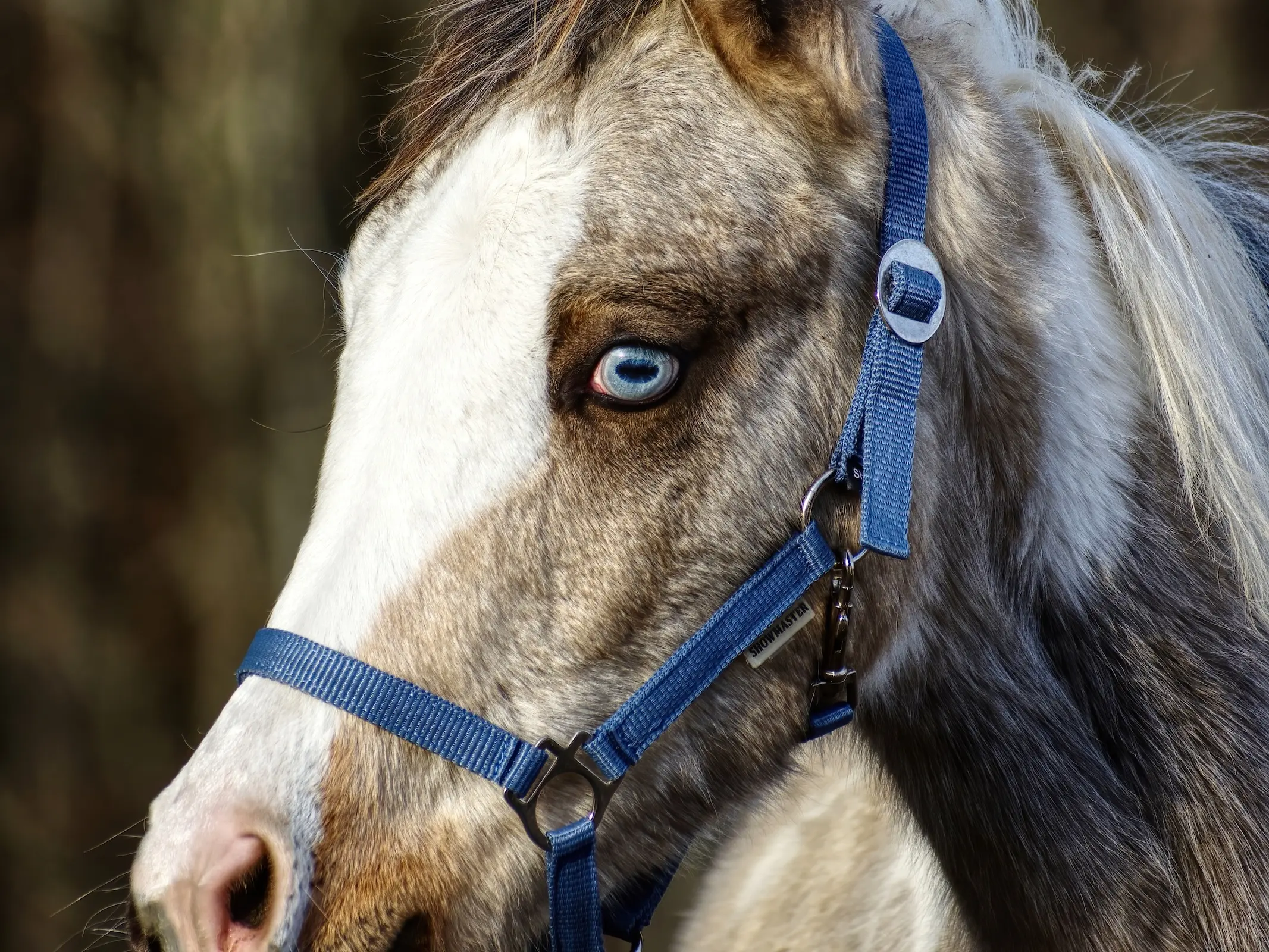 Tovero pinto horse